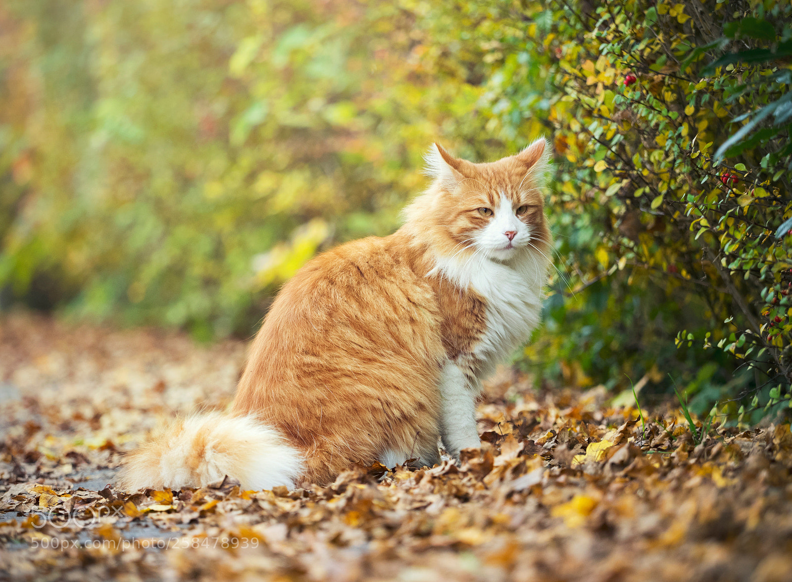 Olympus OM-D E-M1 sample photo. Mister autumn cat photography