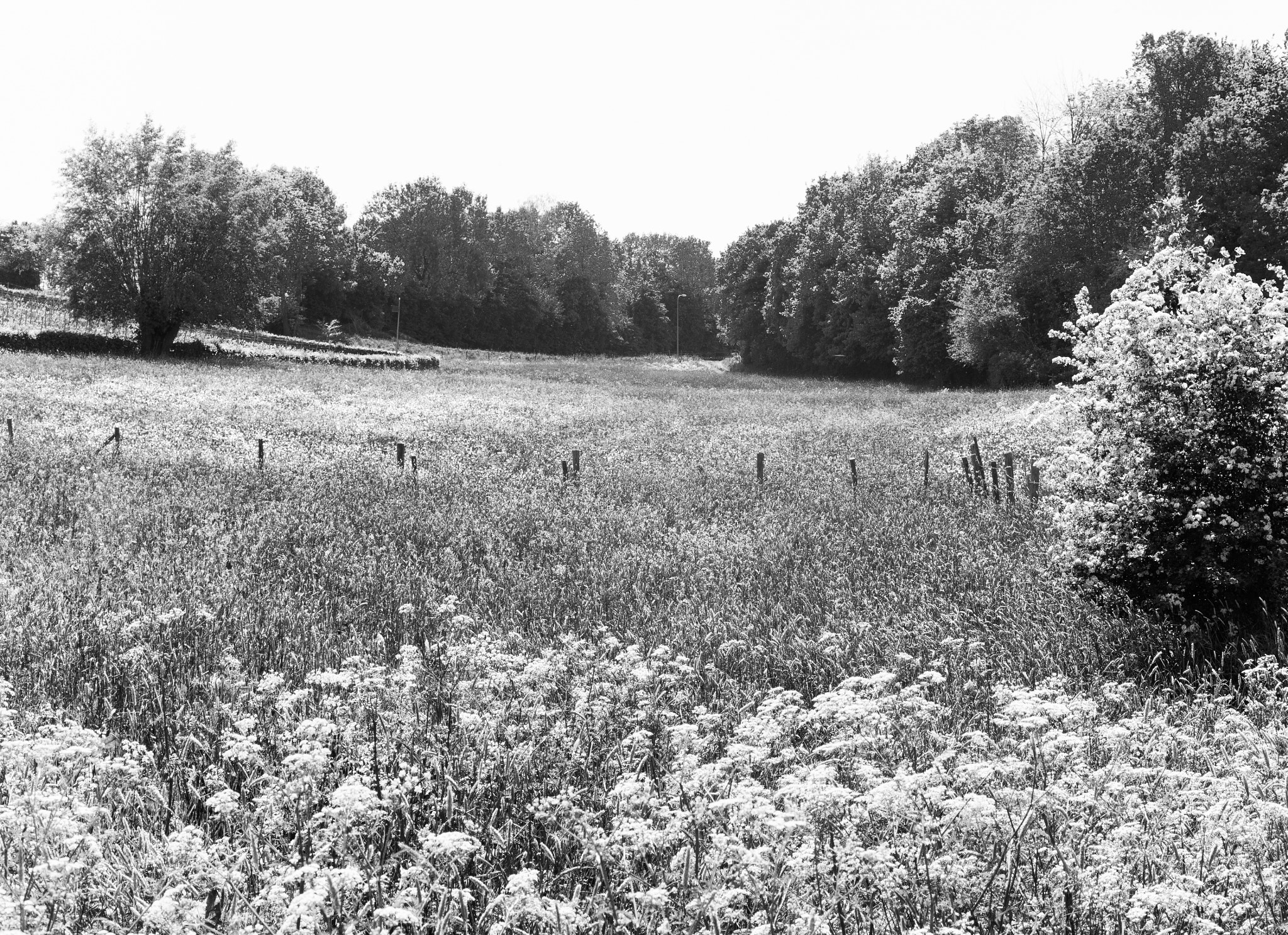 Summicron-M 50mm f/2 (IV, V) sample photo. Field of flowers photography