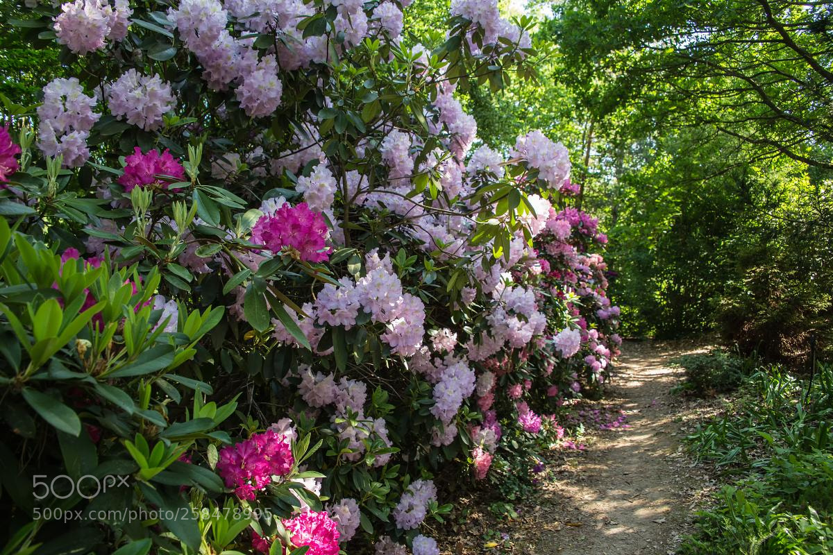 Canon EOS 6D sample photo. Flowering rhododendrons photography