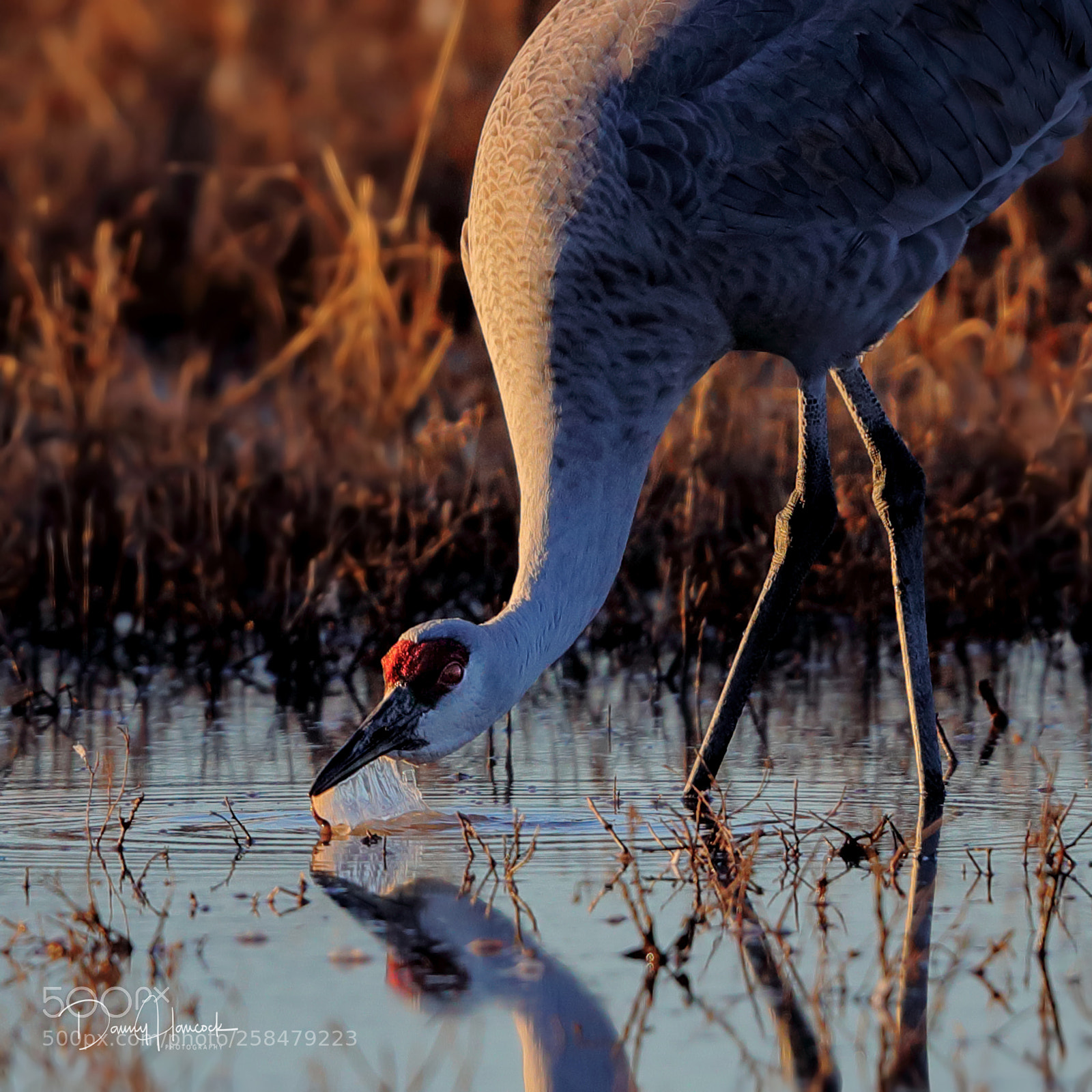 Canon EOS-1D X Mark II sample photo. Crane drinking photography