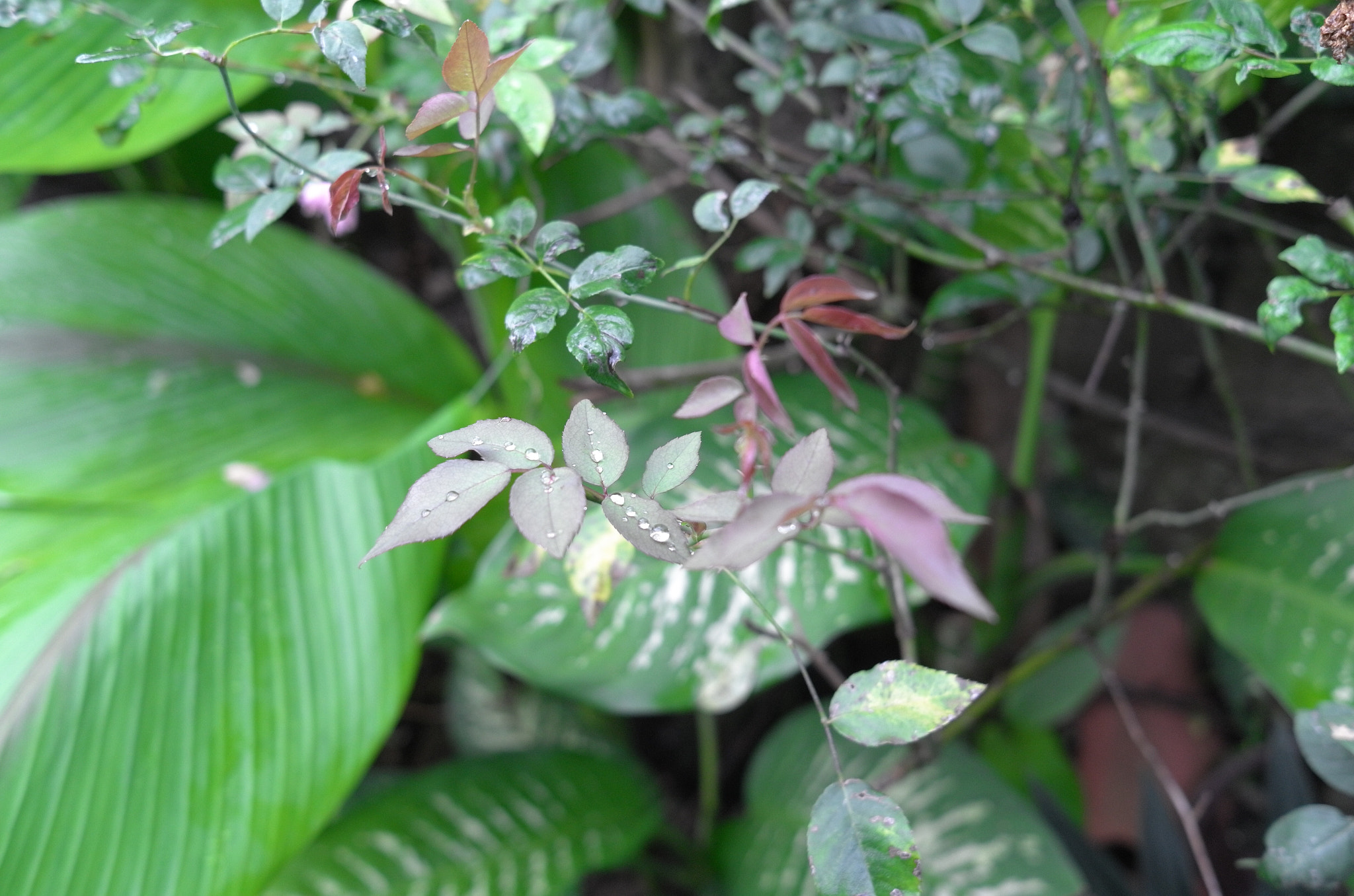 Leica X2 sample photo. Rain drops over rose leaves photography