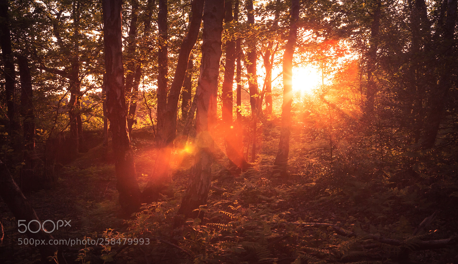 Canon EOS 5D sample photo. Sunset englemere photography