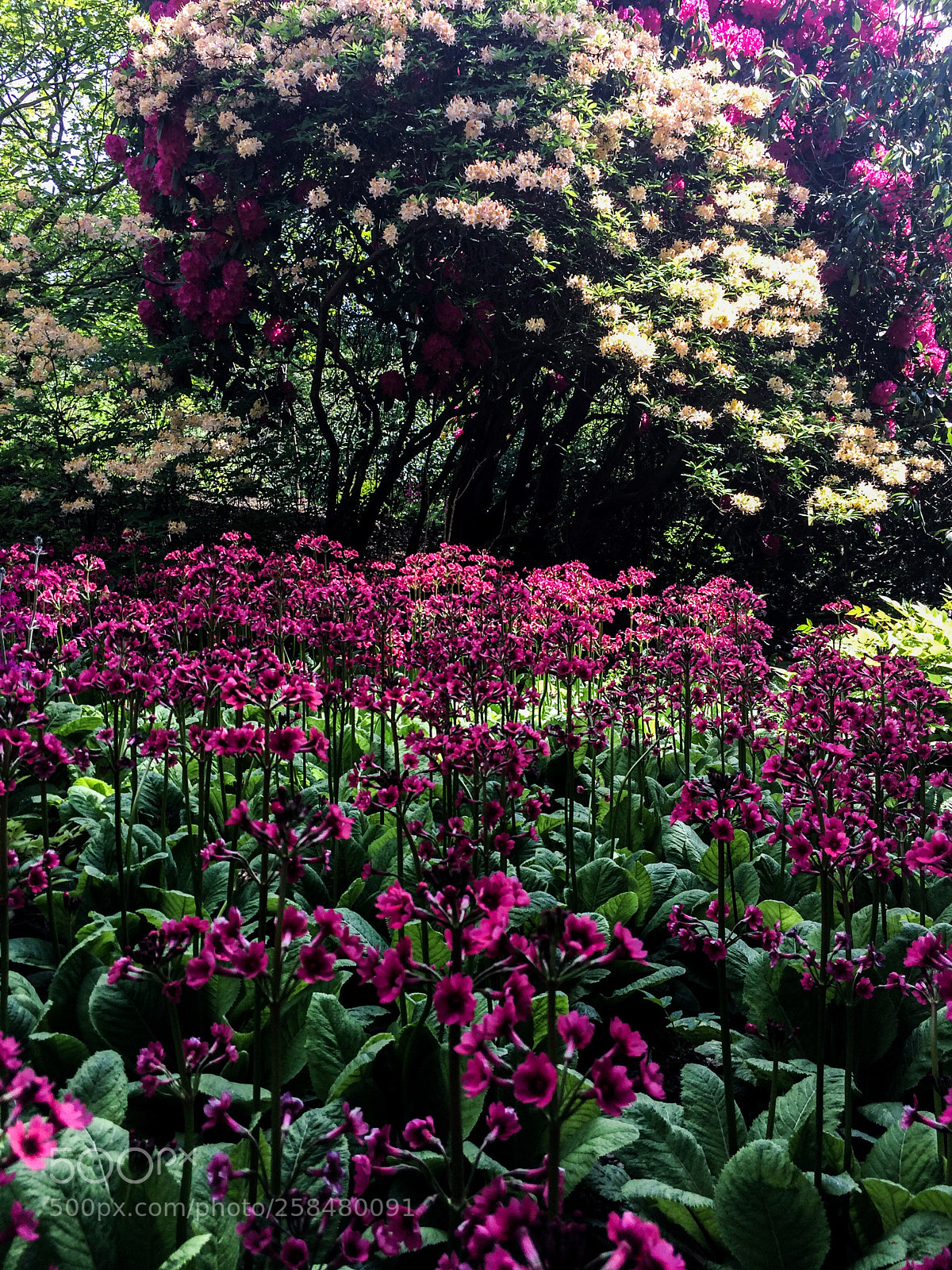 Apple iPhone 5s sample photo. Birmingham botanical gardens photography