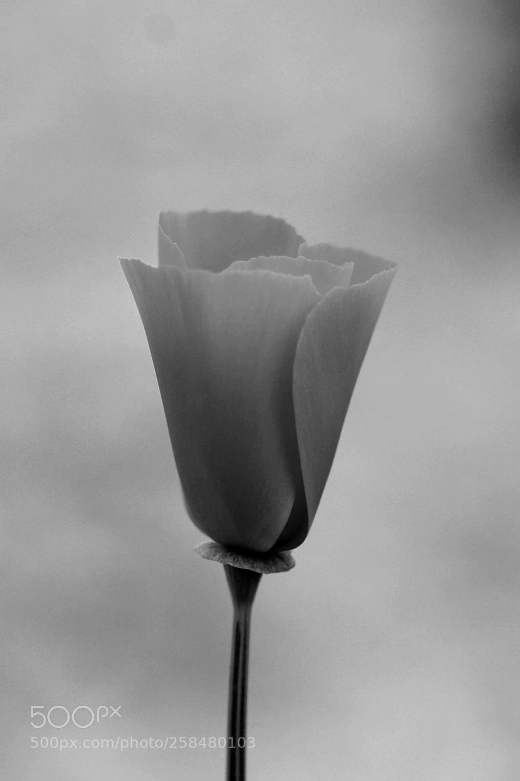 Canon EOS 5D Mark IV sample photo. Poppy photography