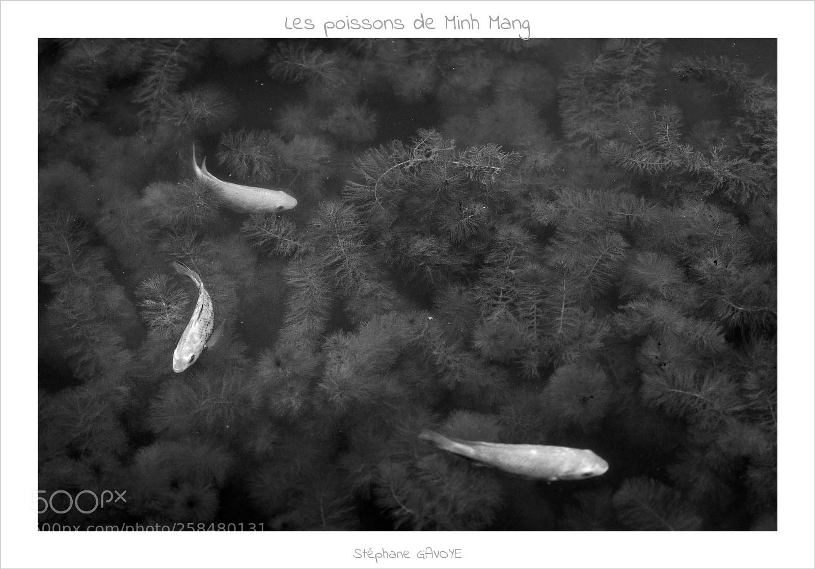Canon EOS 70D sample photo. Les poissons de minh photography