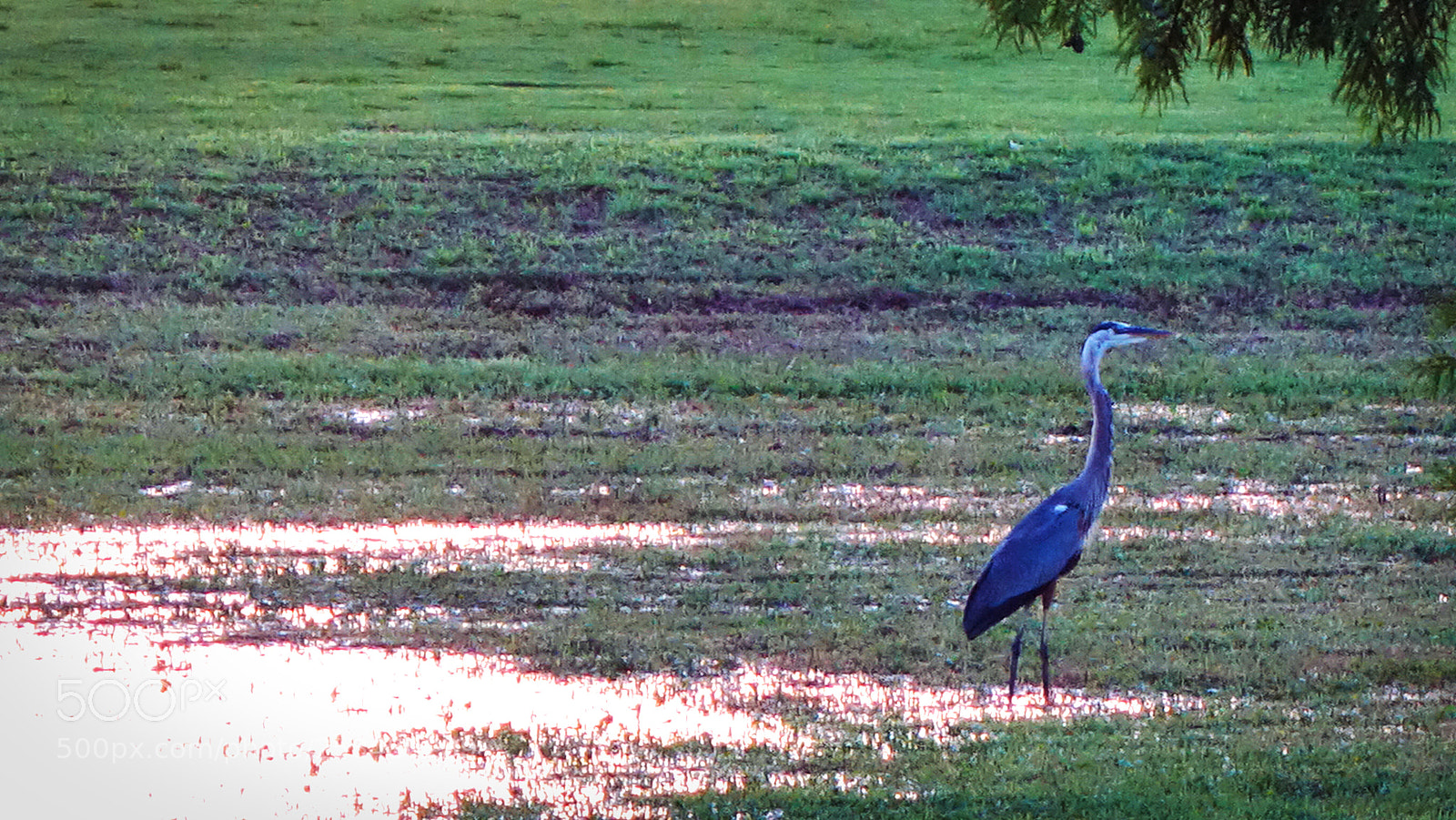 Sony Cyber-shot DSC-RX100 II sample photo. Blue heron photography