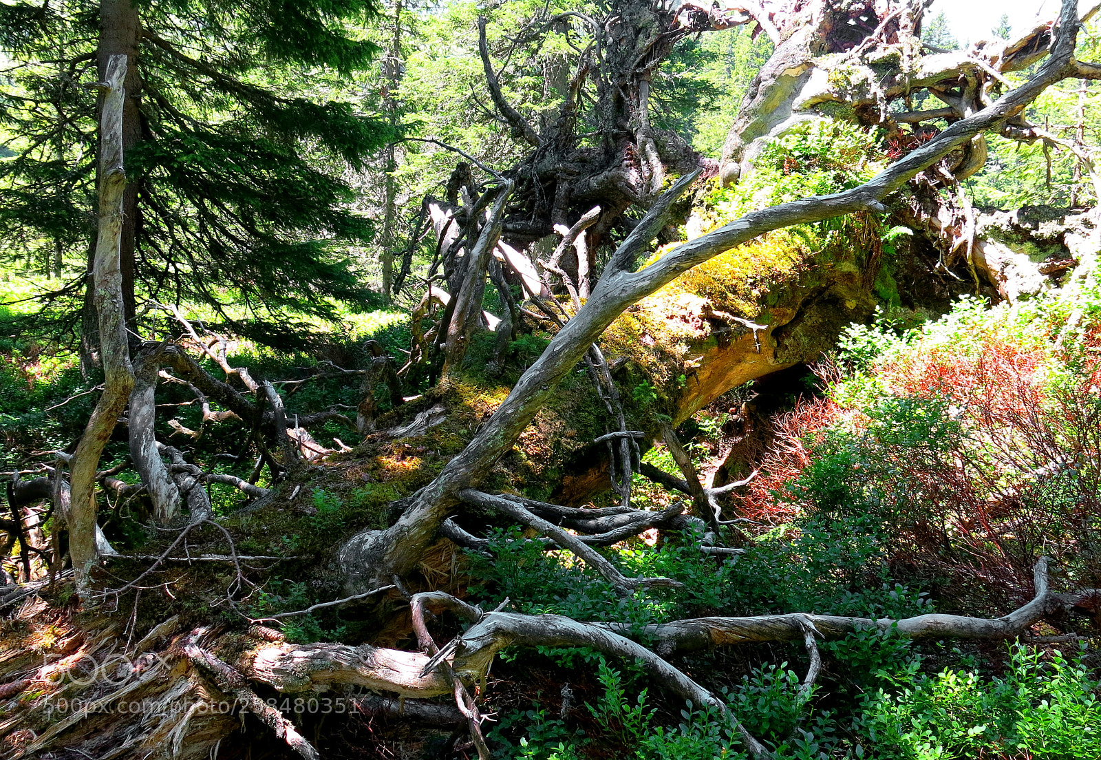 Canon PowerShot G15 sample photo. "urwald" photography