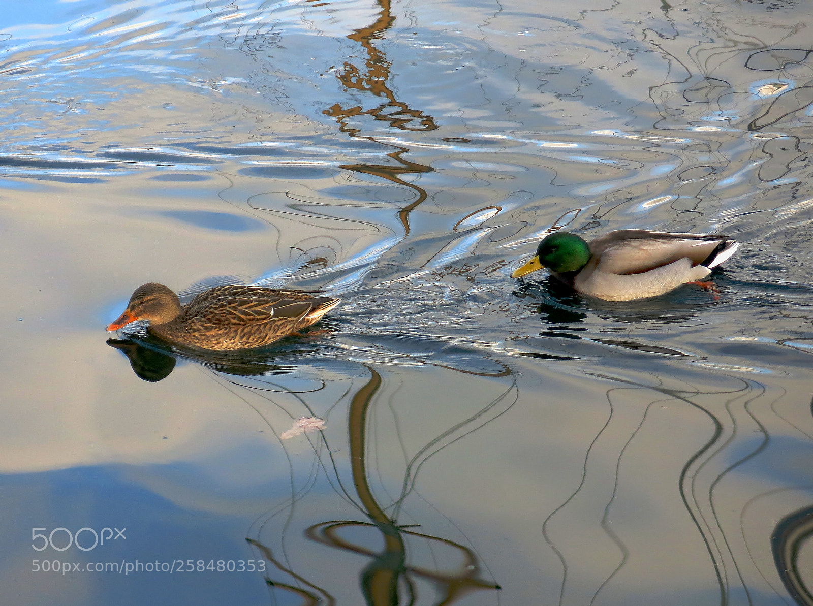 Canon PowerShot G15 sample photo. Enten photography