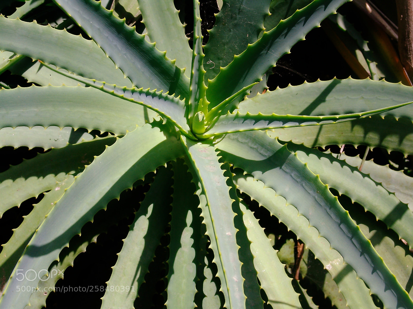 Sony DSC-F828 sample photo. Agave photography
