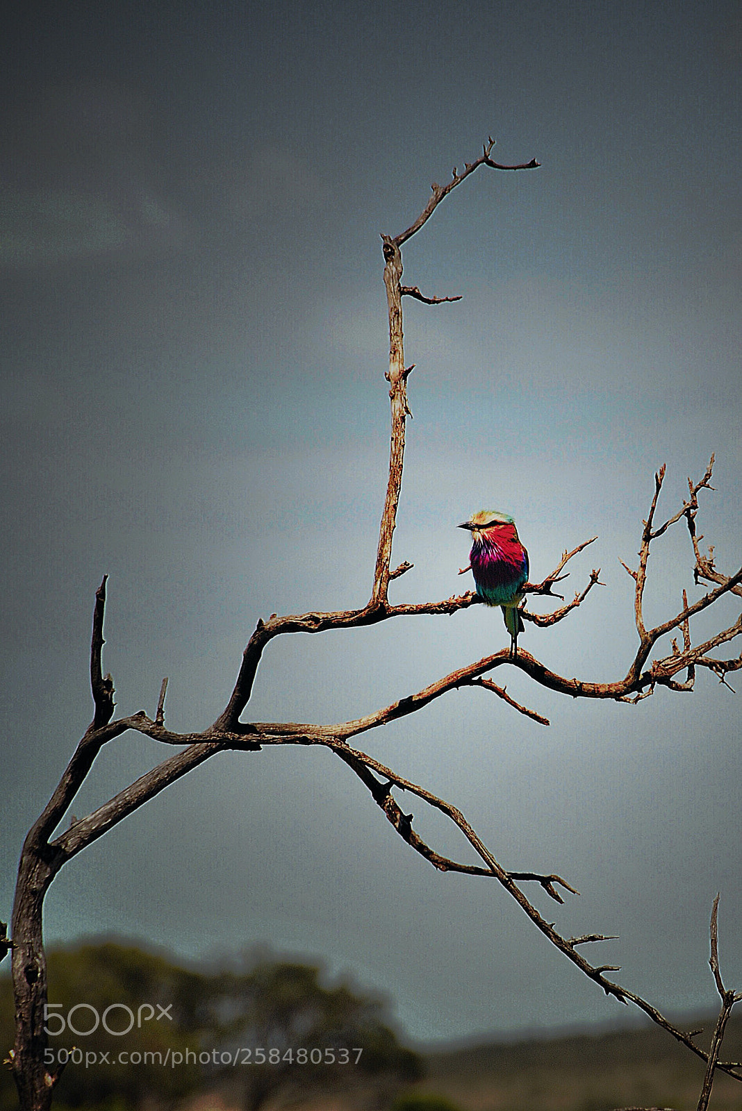 Nikon D300S sample photo. Alone is not lonely photography