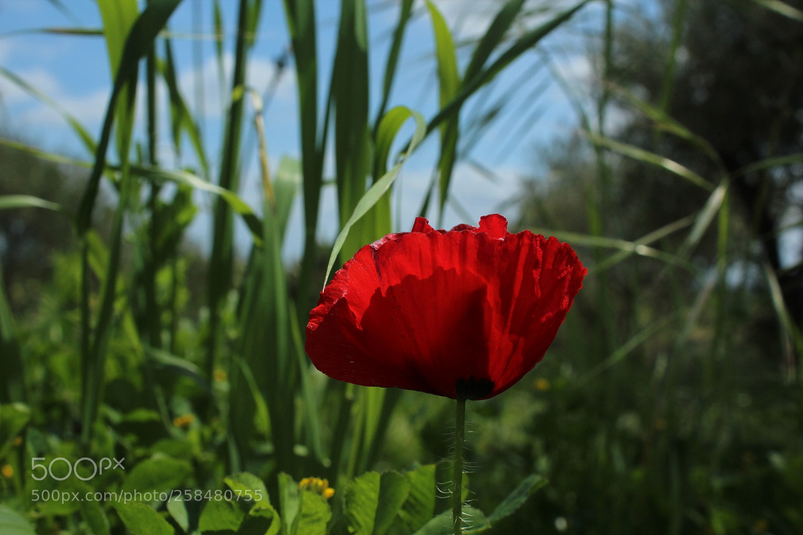 Canon EOS 600D (Rebel EOS T3i / EOS Kiss X5) sample photo. Red photography