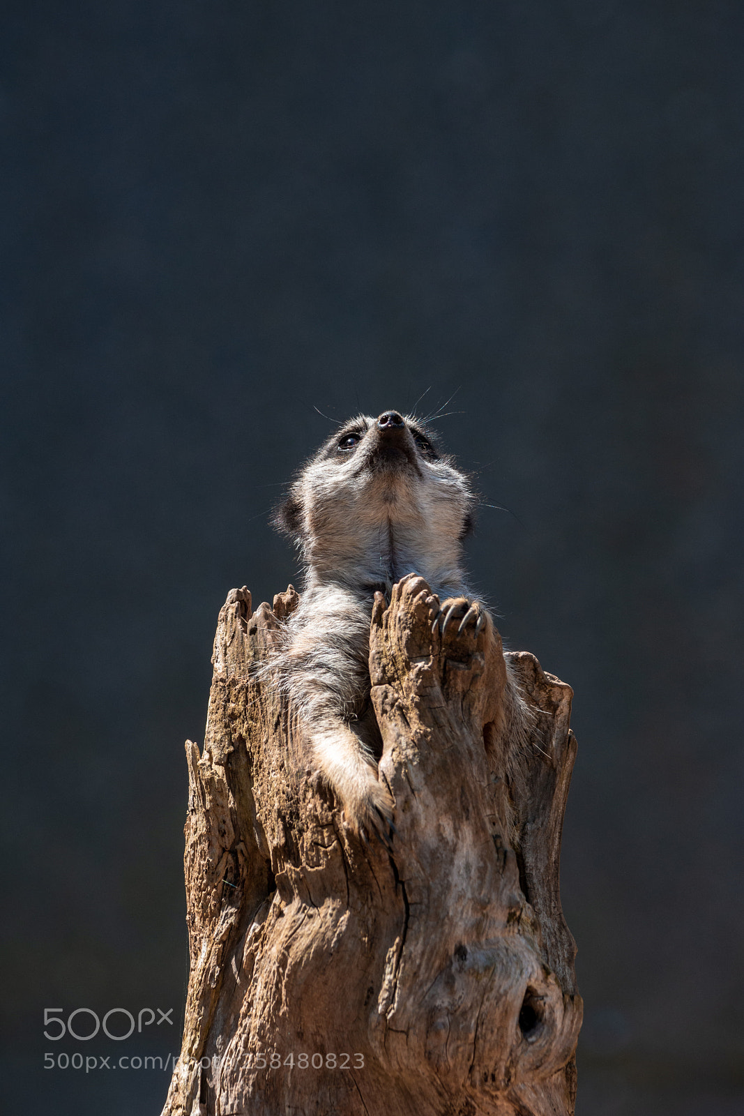 Nikon D7200 sample photo. Meerkat photography