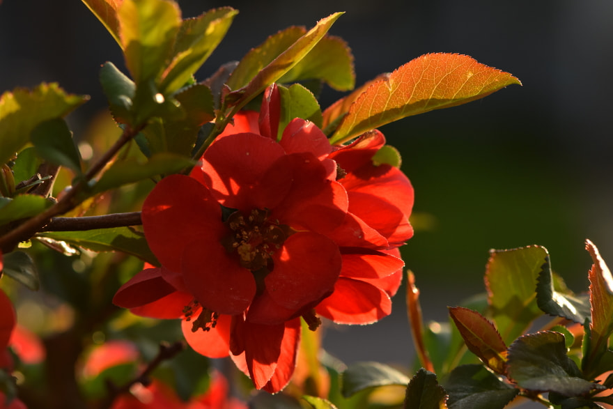 Nikon AF-S Micro-Nikkor 105mm F2.8G IF-ED VR sample photo. Golden hour ~ złota godzina ~ hora mágica photography