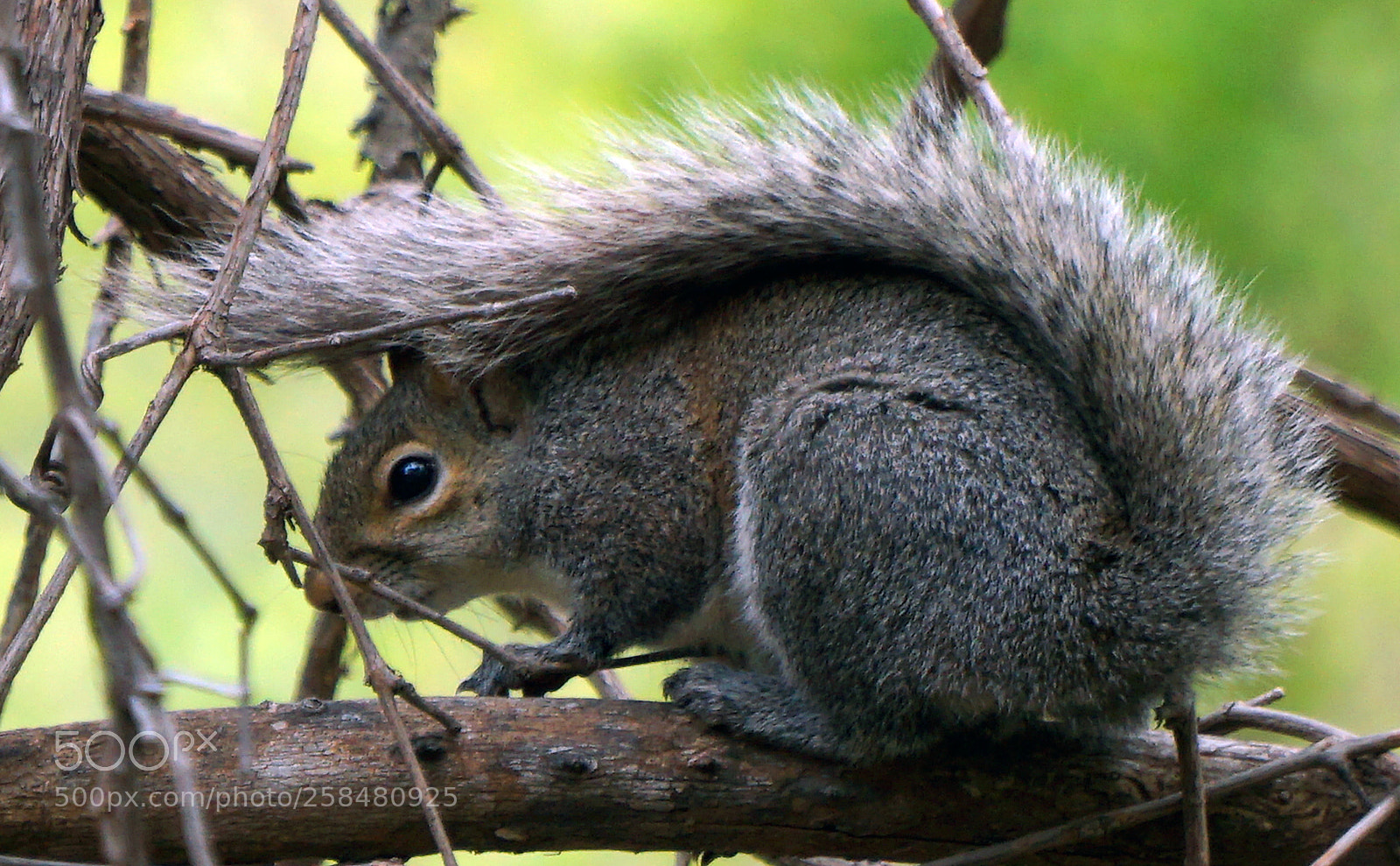 Sony Alpha a5000 (ILCE 5000) sample photo. Squirrel photography