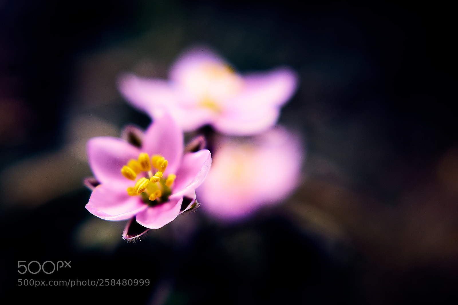Sony ILCA-77M2 sample photo. 3.jpg photography