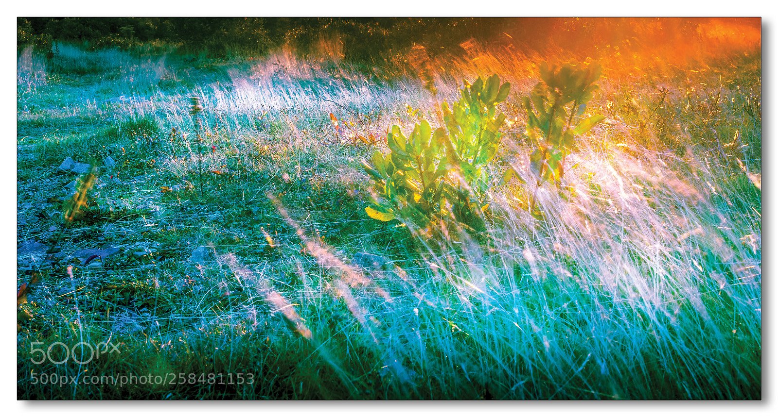 Canon EOS 600D (Rebel EOS T3i / EOS Kiss X5) sample photo. Morning light photography