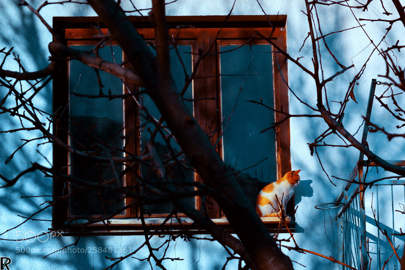 Nikon D3300 sample photo. Sharka 3 | cats edition 10 photography