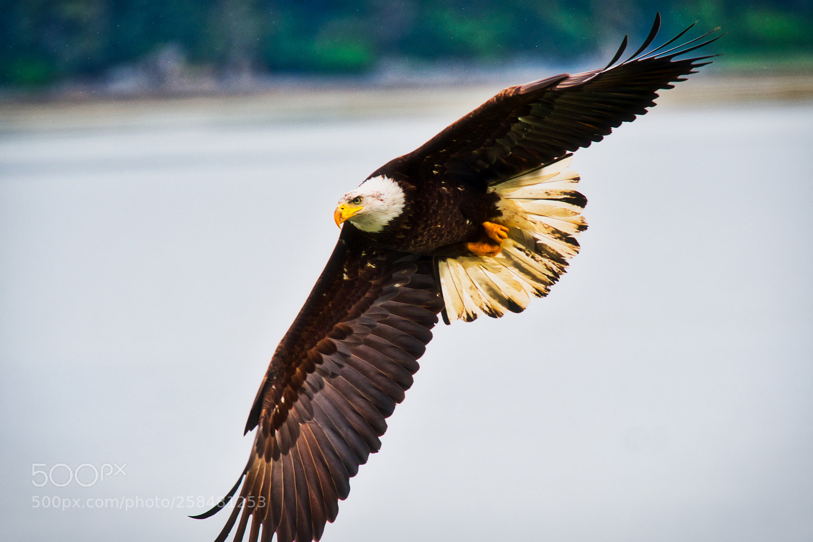 Nikon D500 sample photo. Bald eagle photography