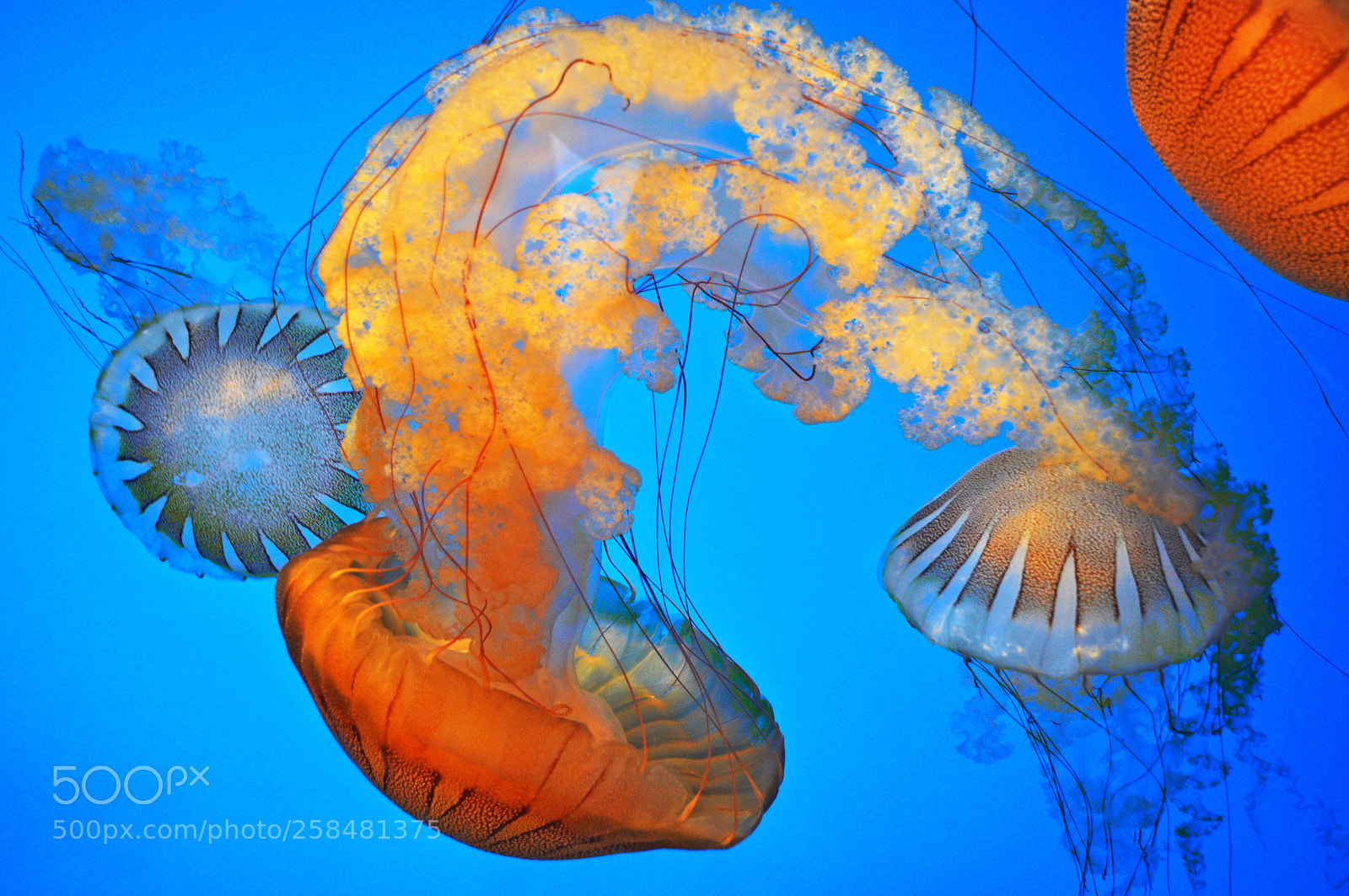 Nikon D5000 sample photo. Tumbling jelly fish photography