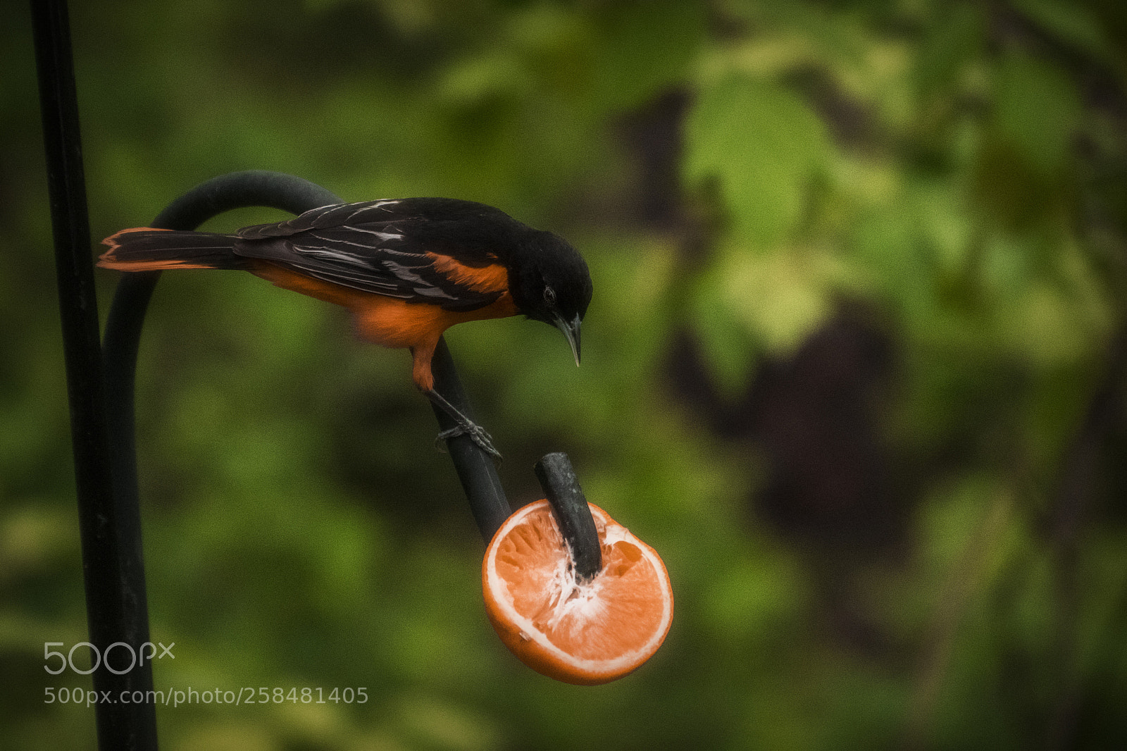 Nikon D500 sample photo. Baltimore oriole. windsor, on. photography