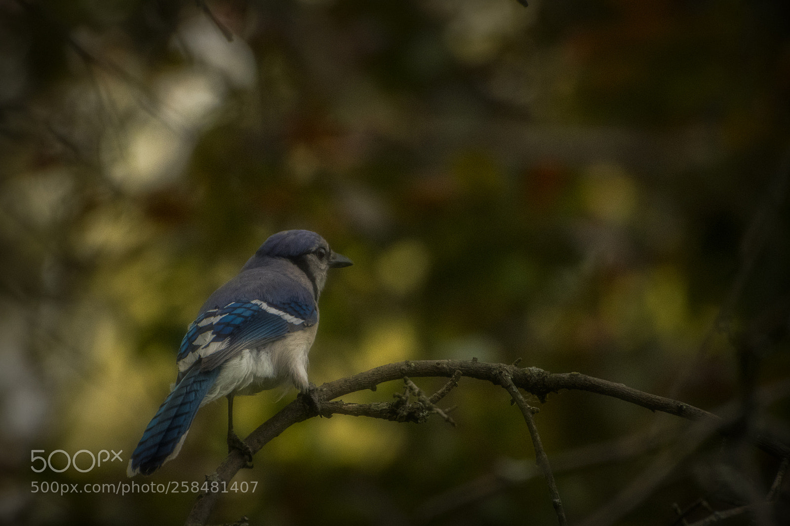 Nikon D500 sample photo. Bluejay bokeh. windsor, on. photography