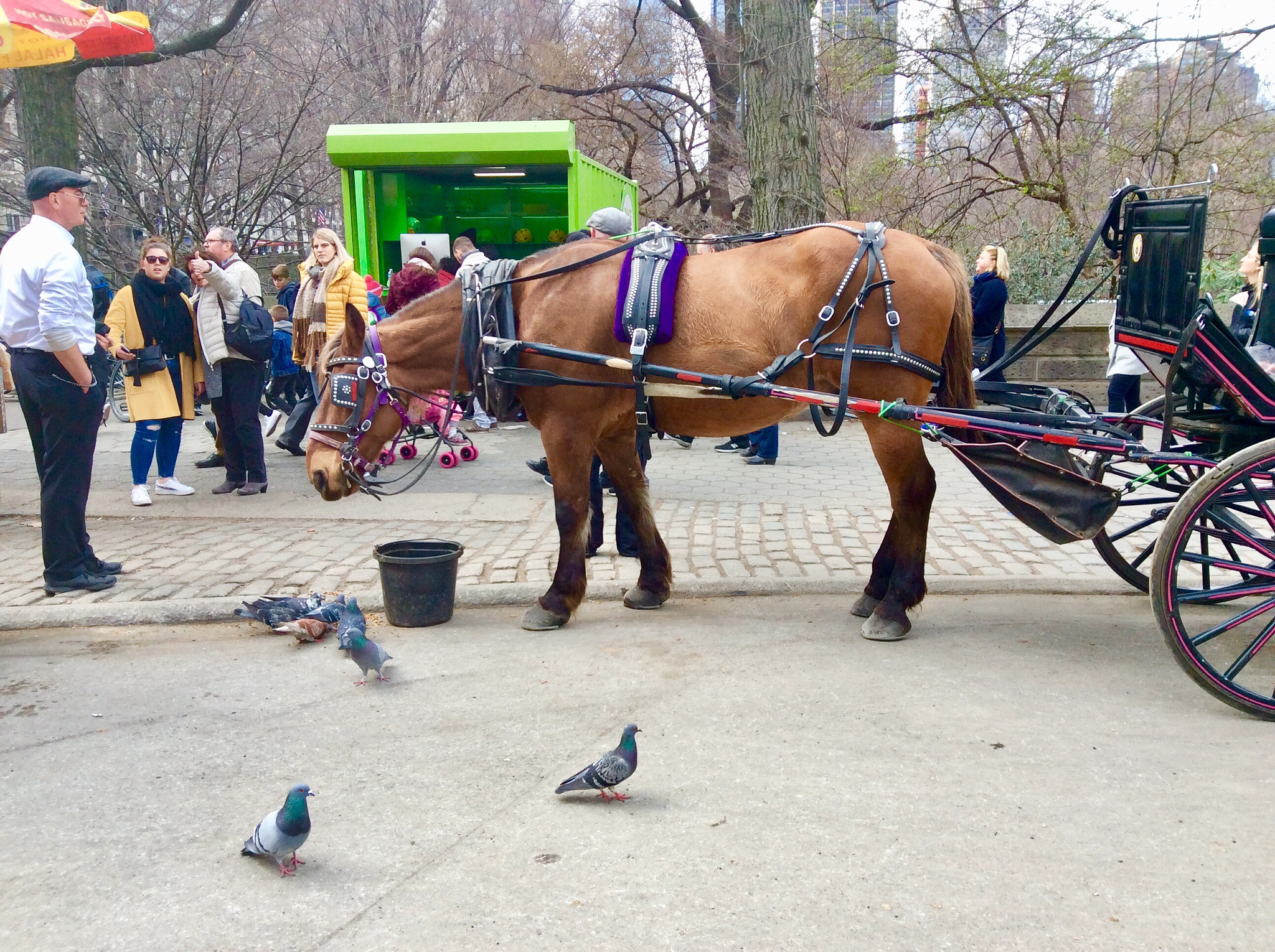 Apple iPad mini 2 sample photo. Horse, pigeon,and people photography
