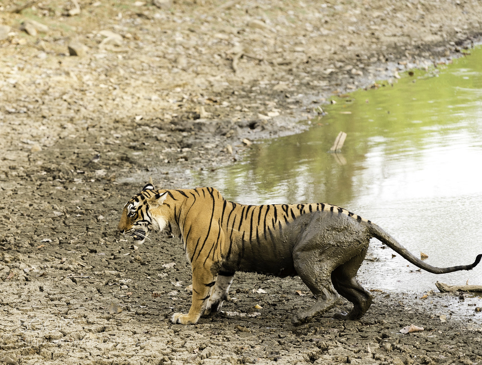 Nikon D750 sample photo. Arrowhead in ranthambore photography