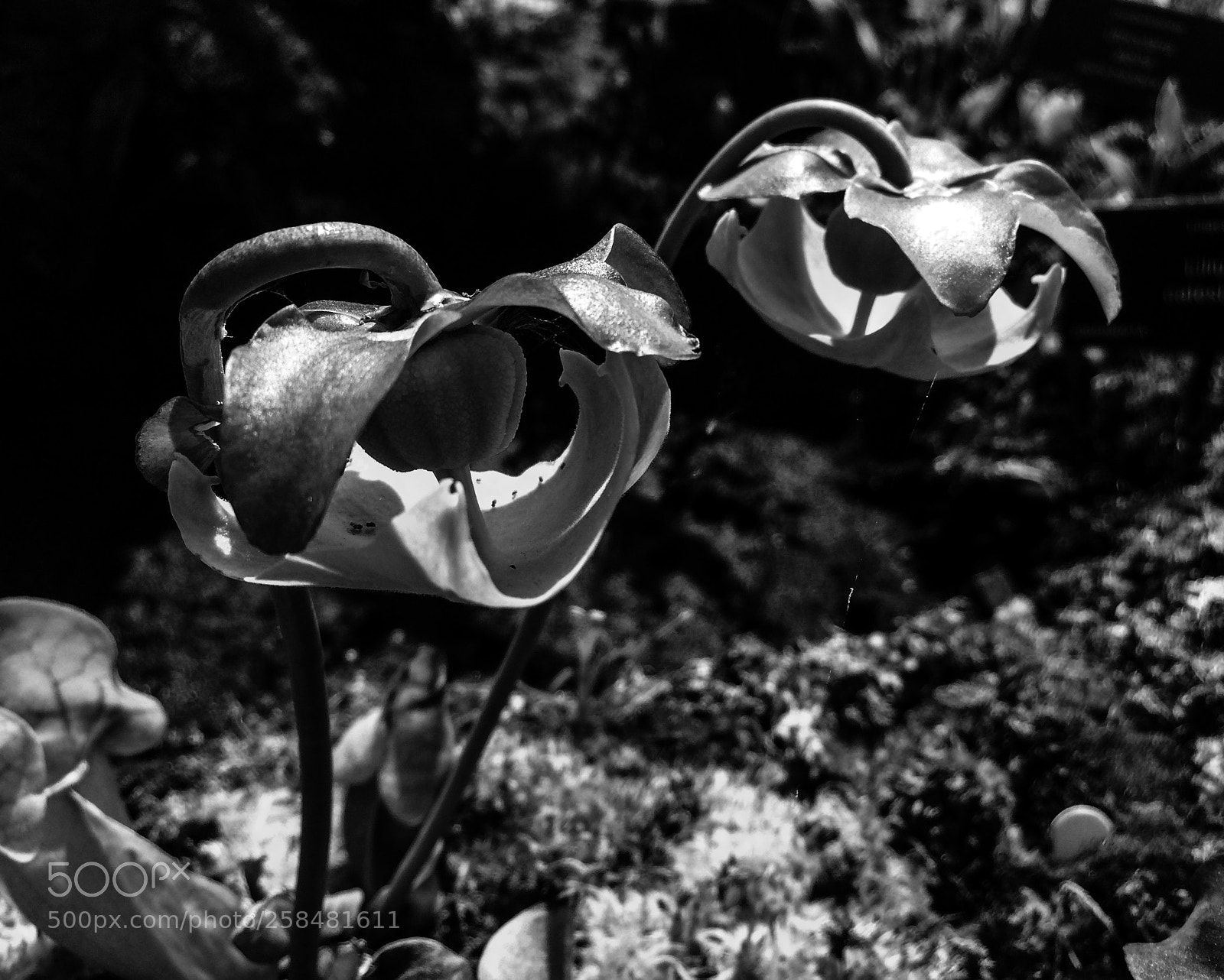 Apple iPhone 5s sample photo. Sarracenia purpurea subsp venosa photography