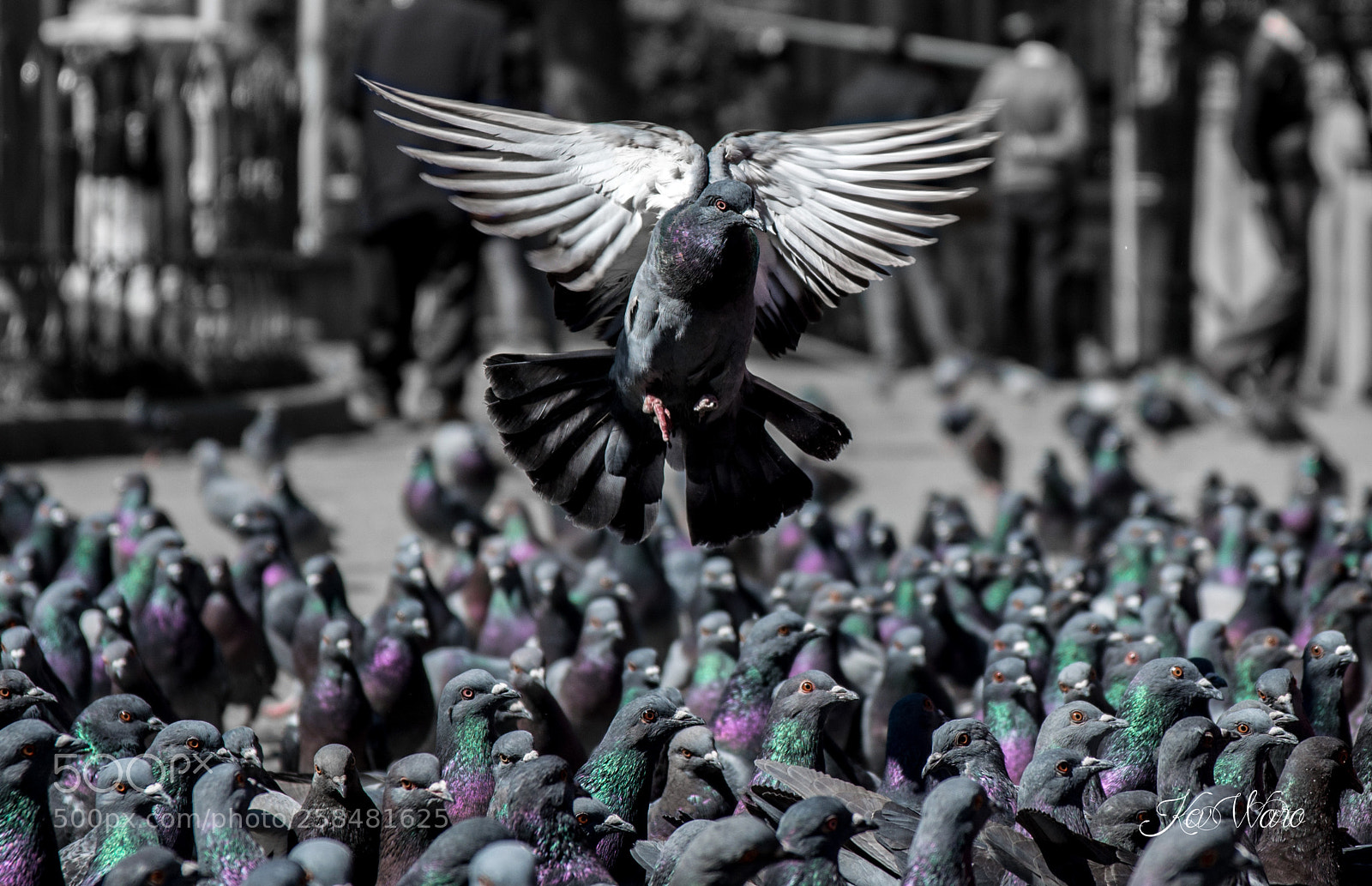 Nikon D5200 sample photo. Pigeon photography