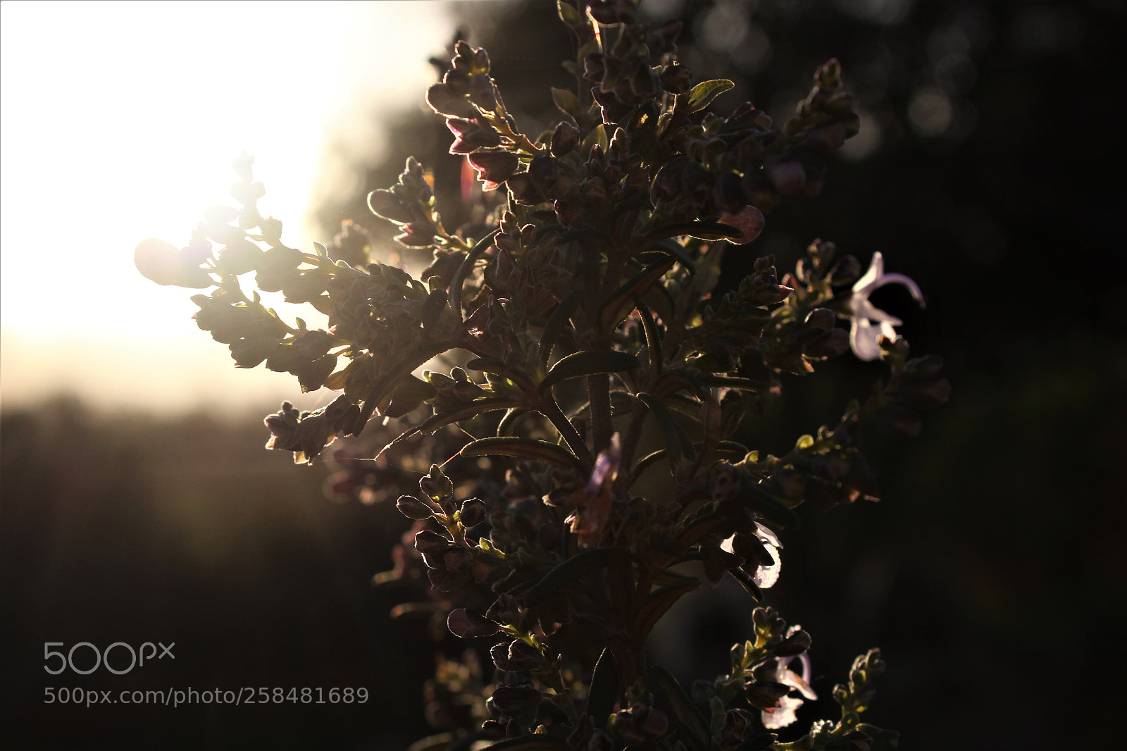 Canon EOS 600D (Rebel EOS T3i / EOS Kiss X5) sample photo. Sol de inverno photography