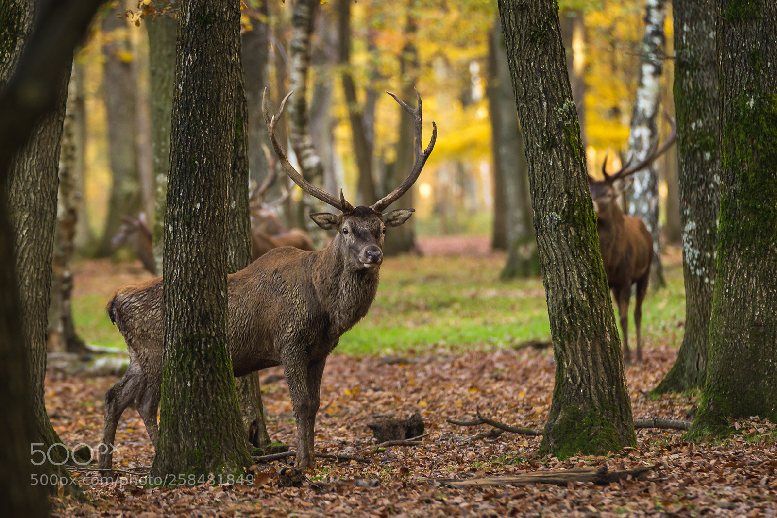 Canon EOS 600D (Rebel EOS T3i / EOS Kiss X5) sample photo. Surprised stag photography