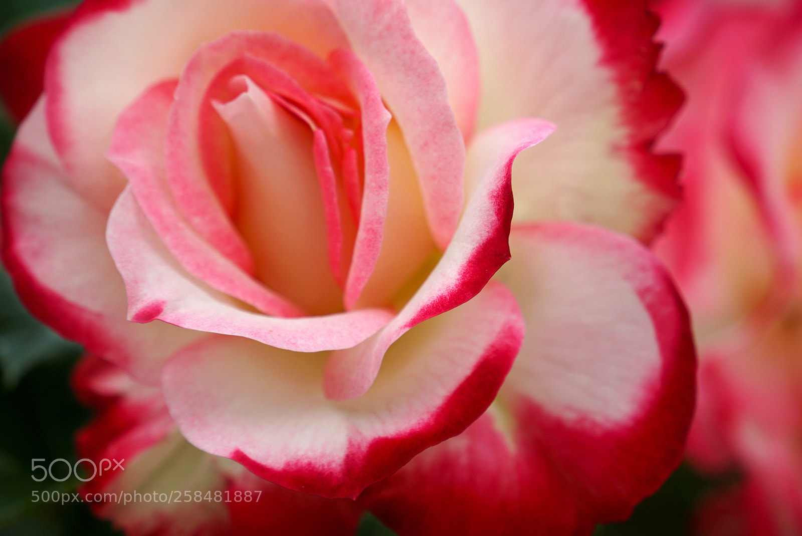 Sony a6000 sample photo. Tenderness photography