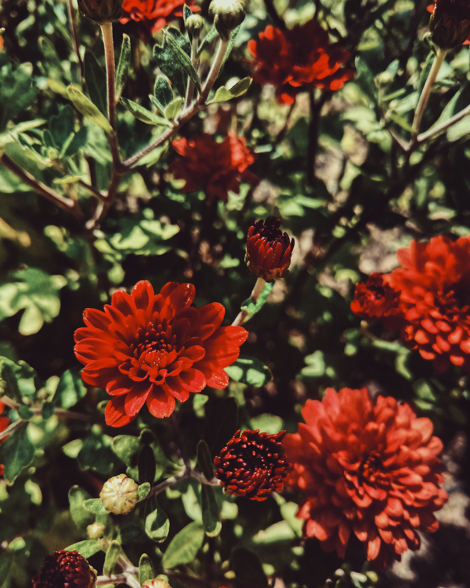 Motorola XT1563 sample photo