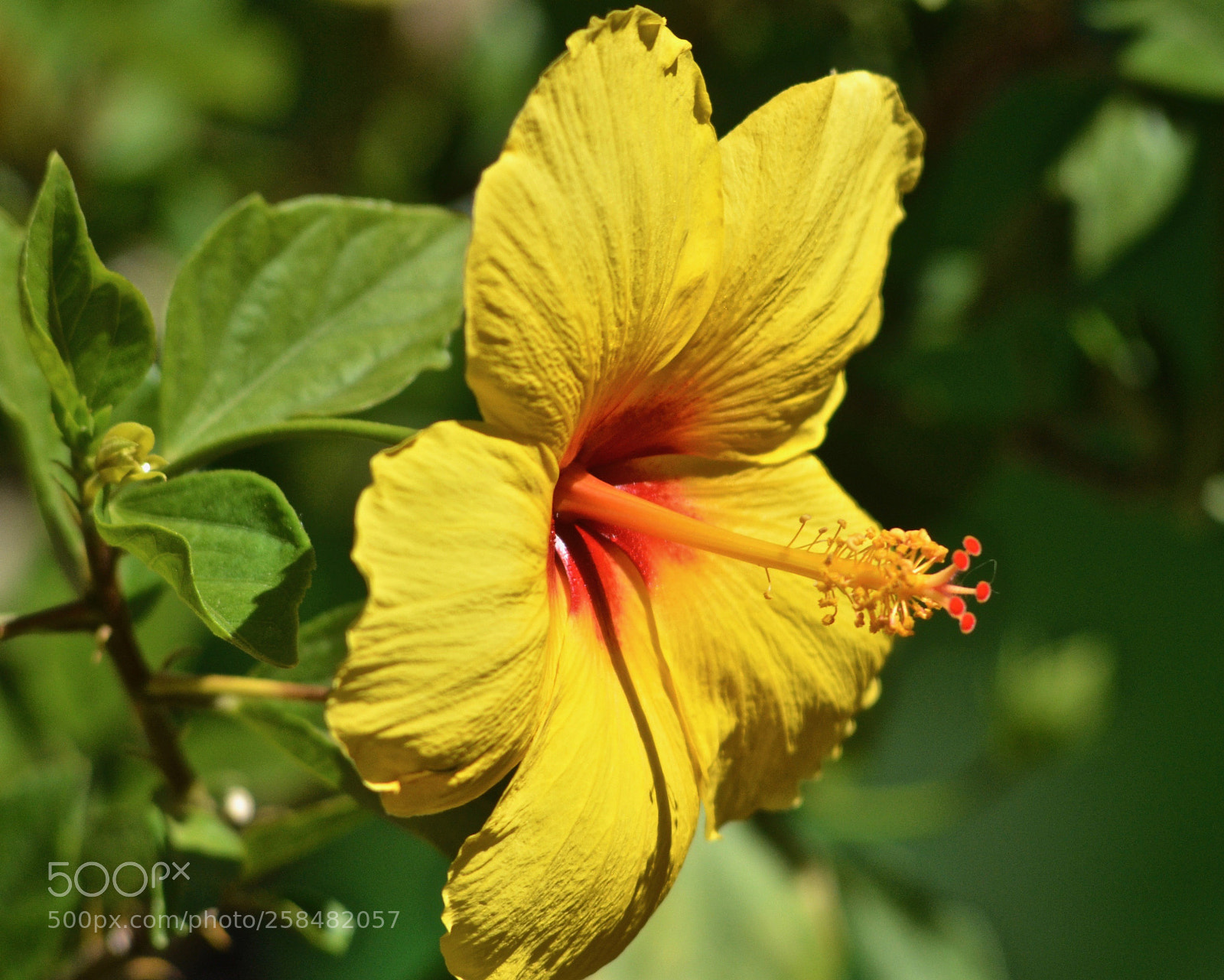 Nikon D7000 sample photo. Arizona hibiscus photography