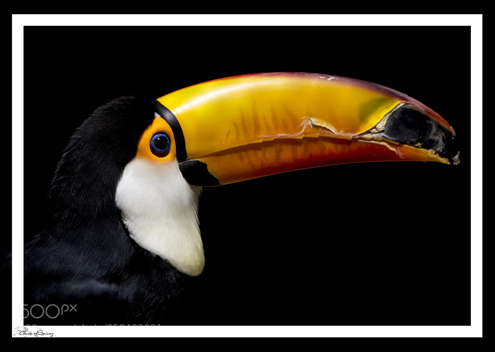 Nikon D600 sample photo. Toucan photography