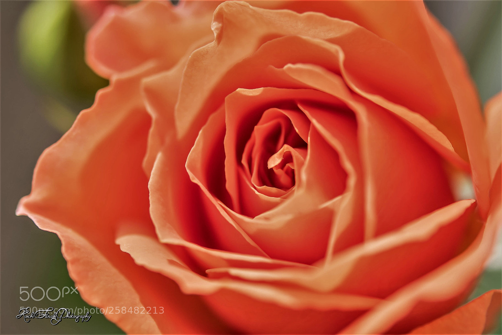 Nikon D810 sample photo. Petal is beautiful photography