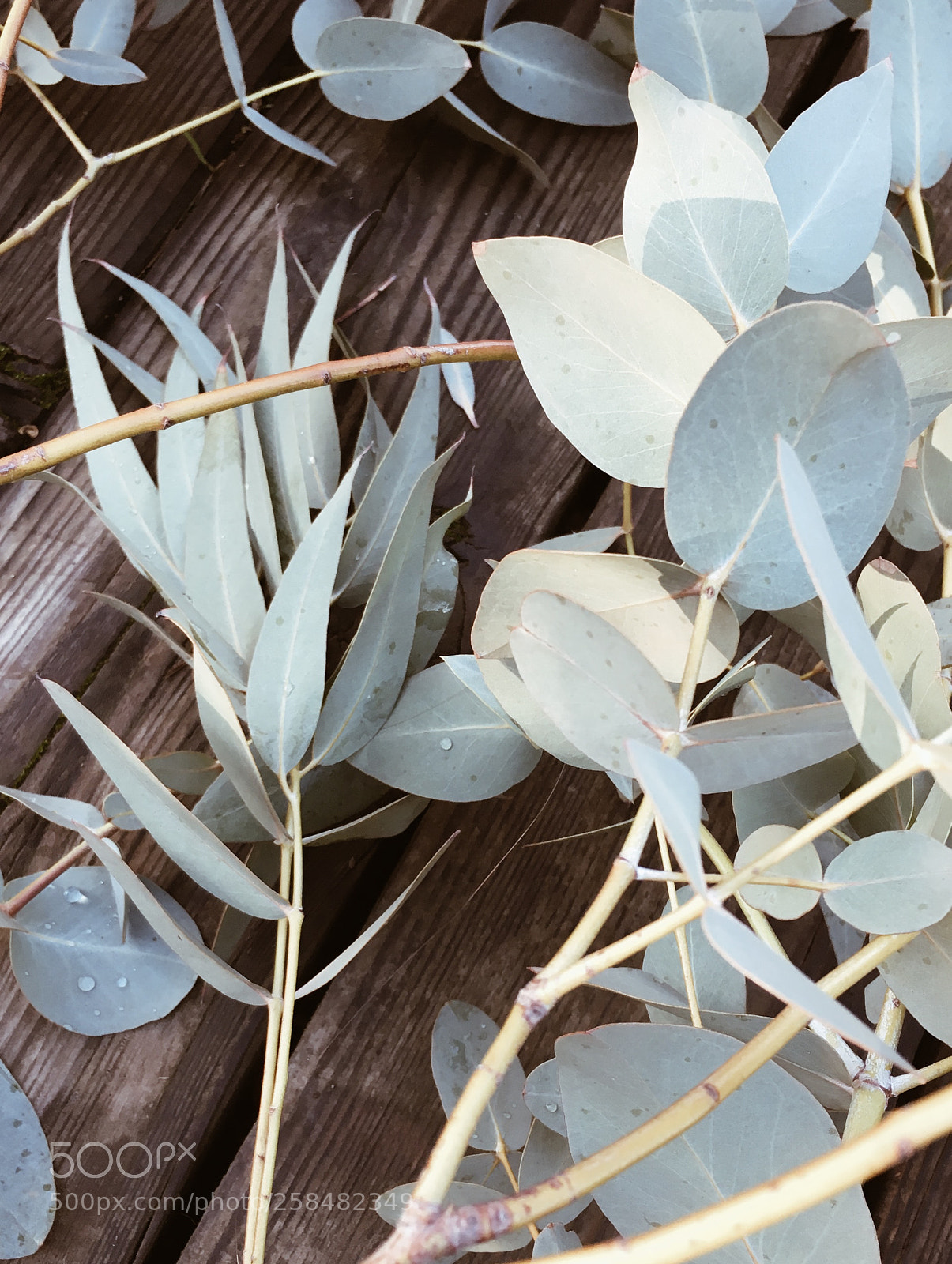 Apple iPhone 6s sample photo. Eucalyptus photography