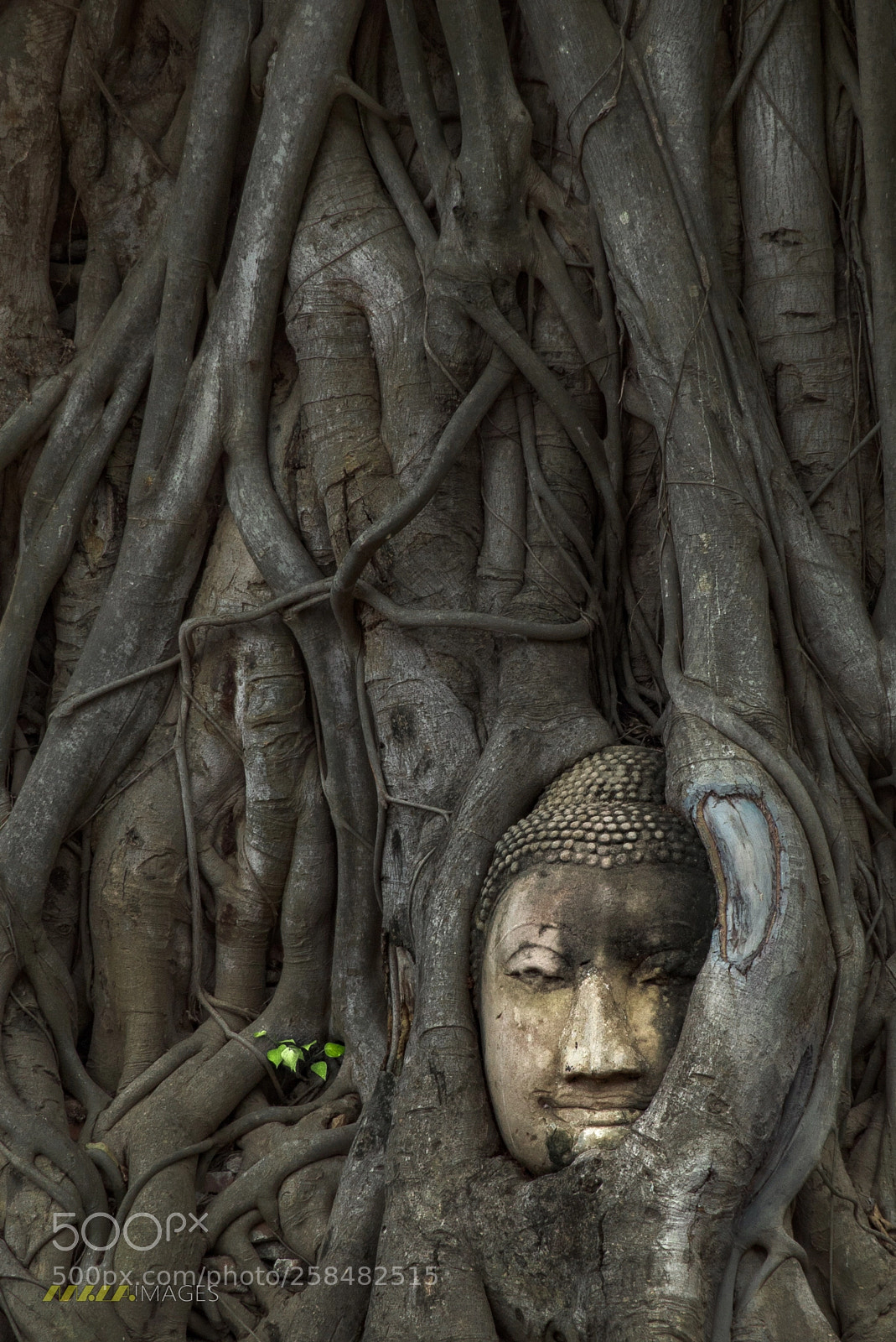 Panasonic Lumix DMC-FZ200 sample photo. Buddha in the tree photography