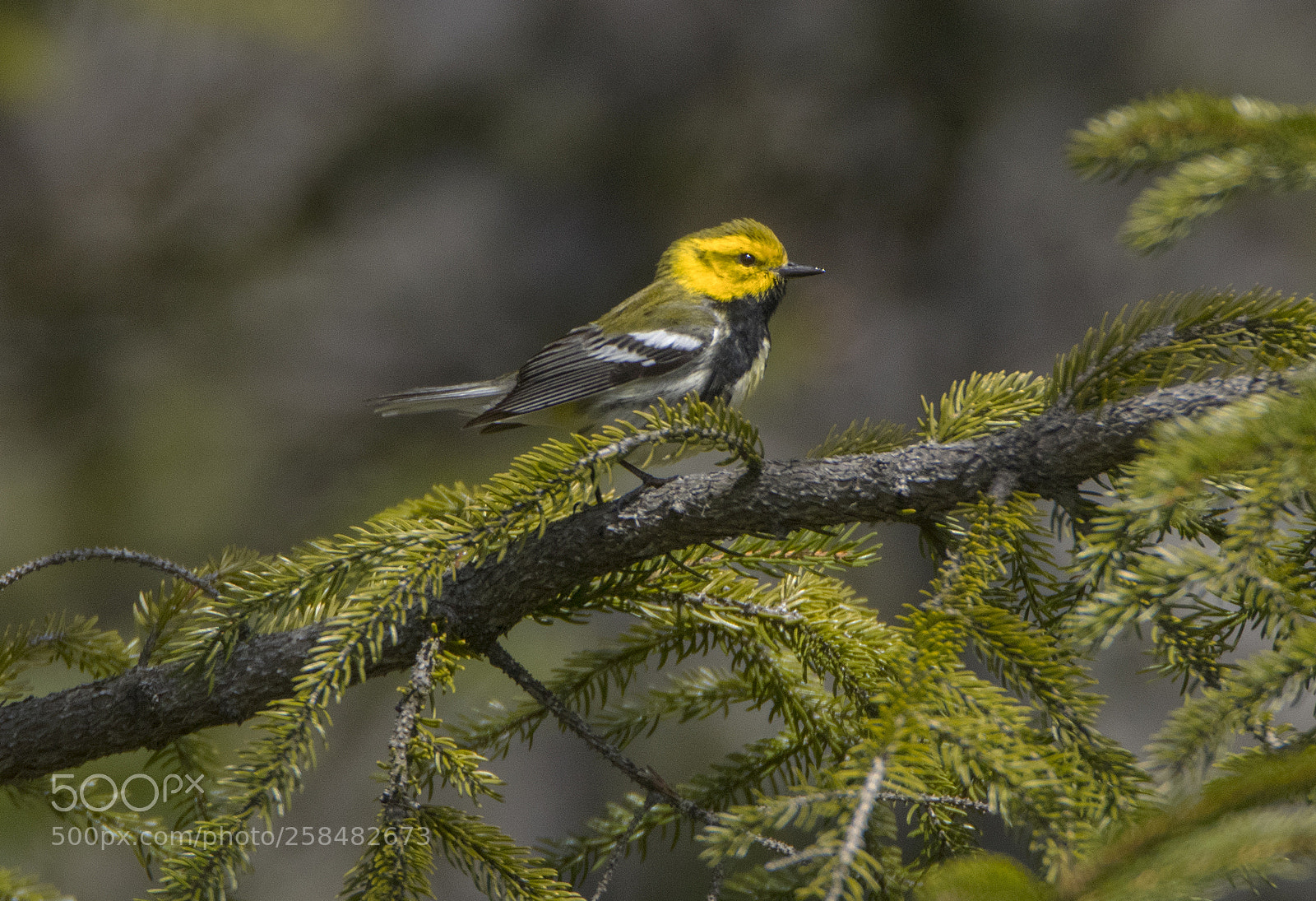 Canon EOS 80D sample photo. Black throated green warbler photography