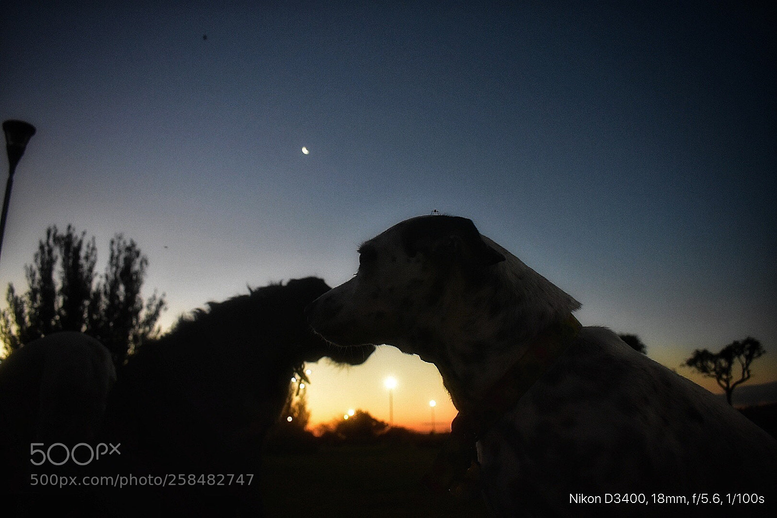 Nikon D3400 sample photo. Amor de perros  photography