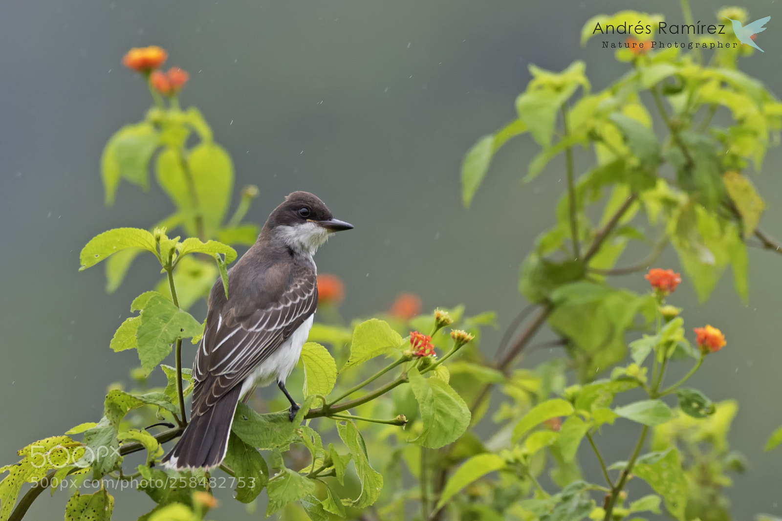 Canon EOS 7D Mark II sample photo. Eastern kingbird (tyrannys tyrannus) photography