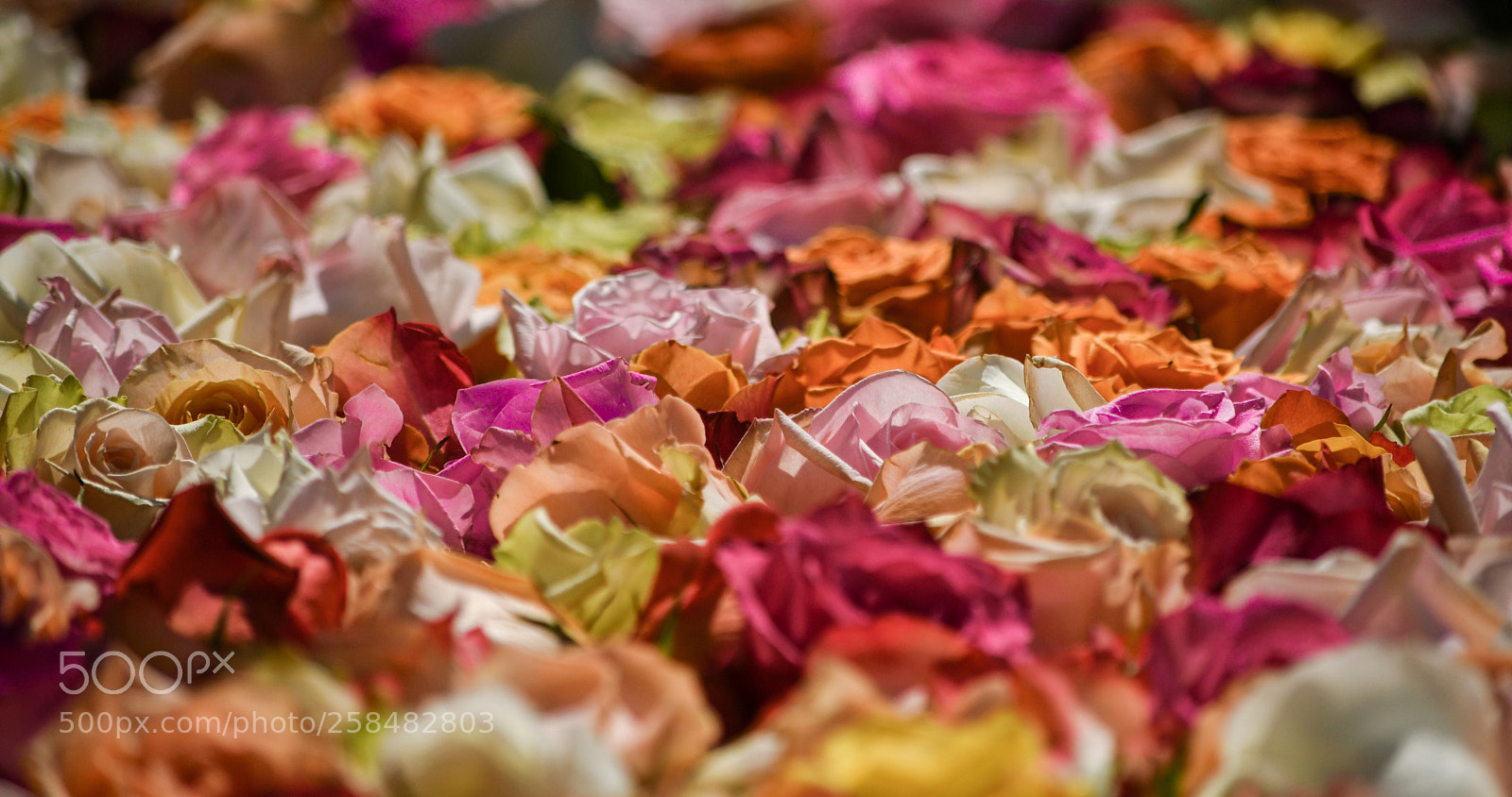 Nikon D7500 sample photo. Untitled photography