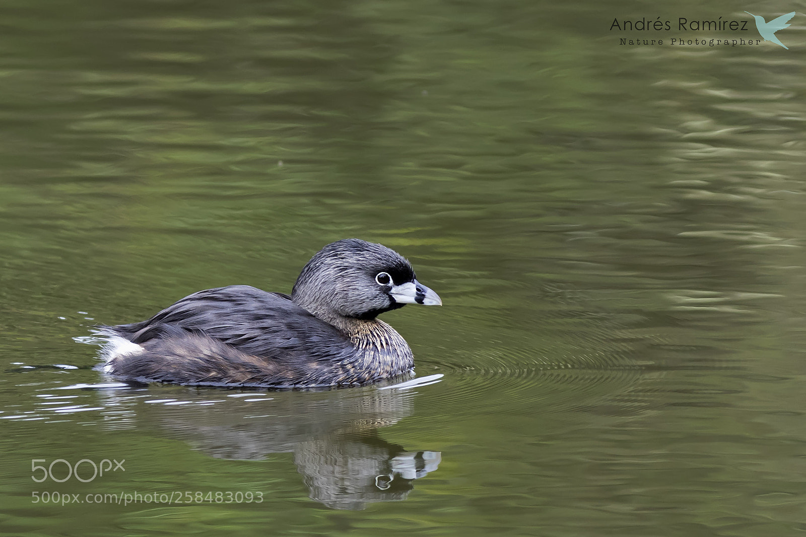 Canon EOS 7D Mark II sample photo. Pied-billed grebe (podilymbus podiceps) photography