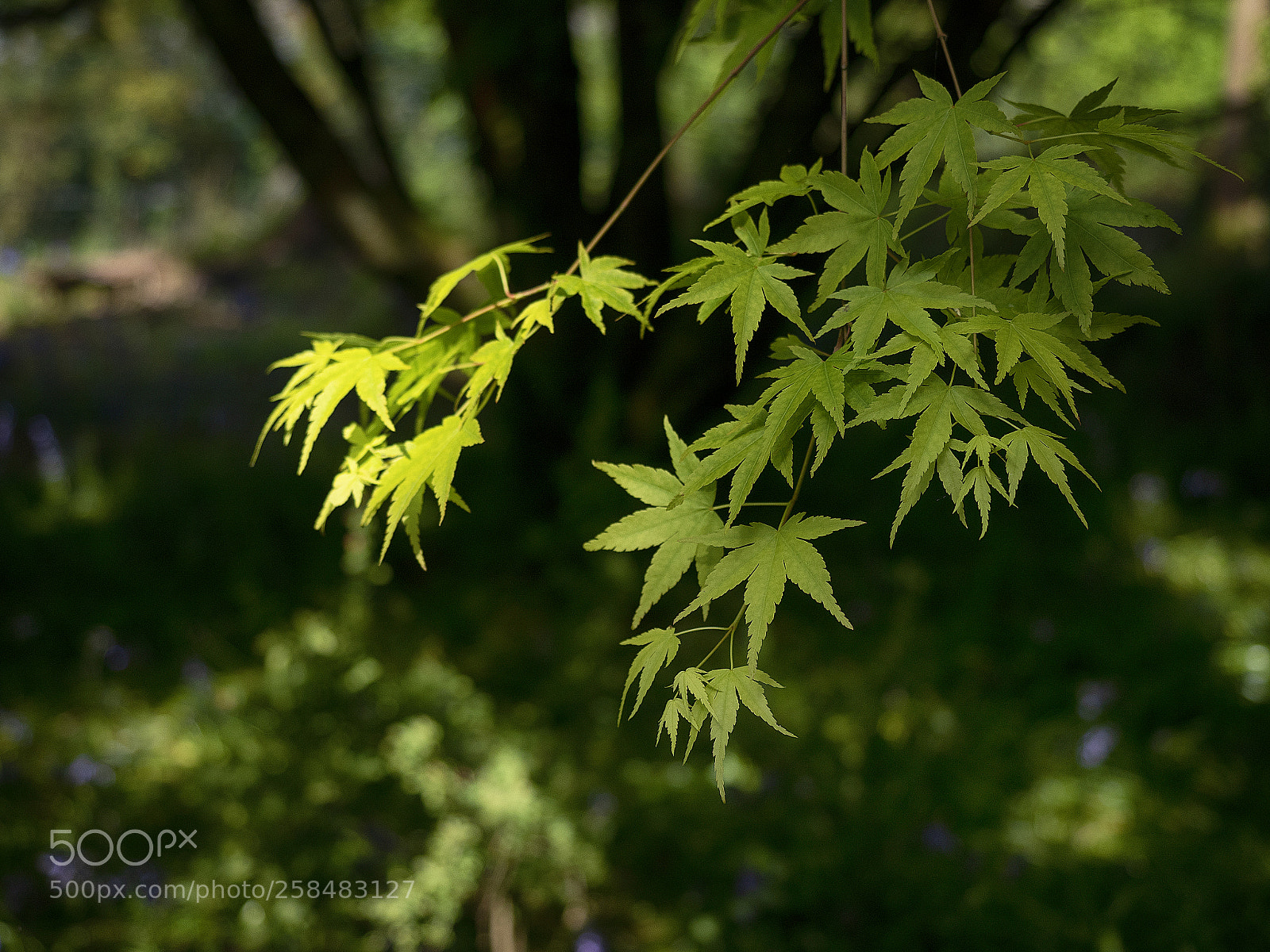 Olympus OM-D E-M5 II sample photo. Mount congreve maple photography