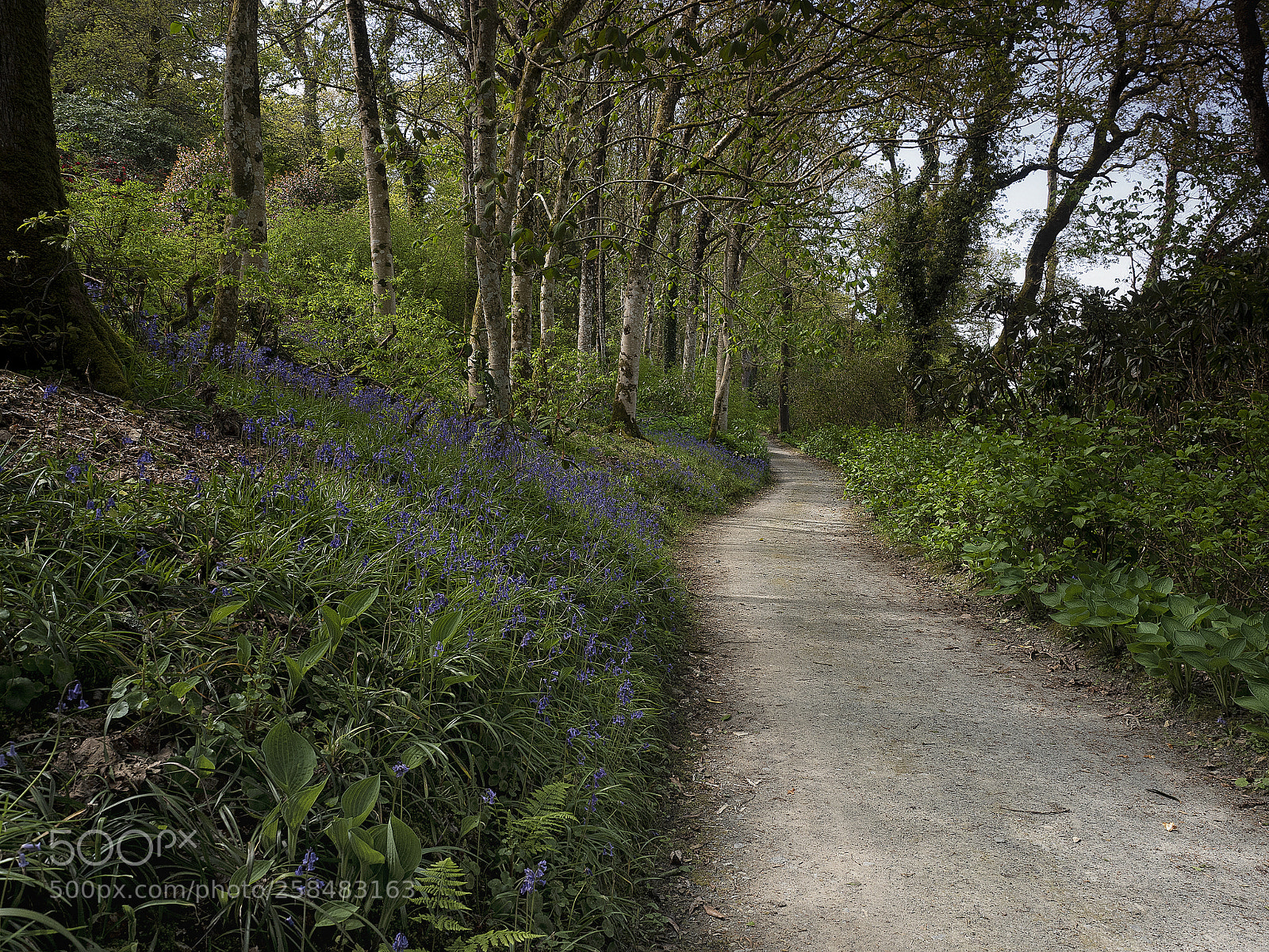 Olympus OM-D E-M5 II sample photo. Mount congreve bluebell path photography
