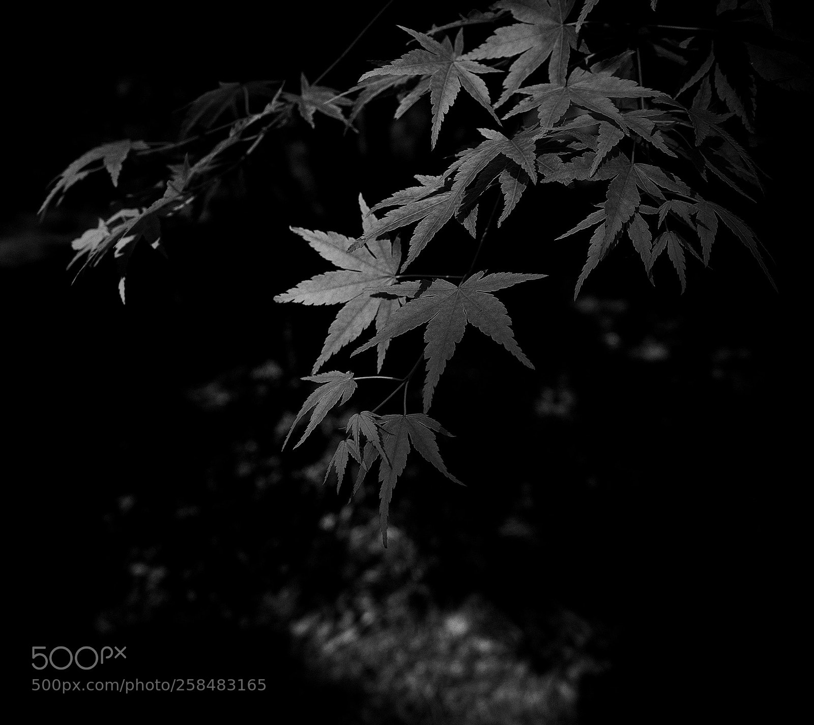 Olympus OM-D E-M5 II sample photo. Mount congreve maple black photography