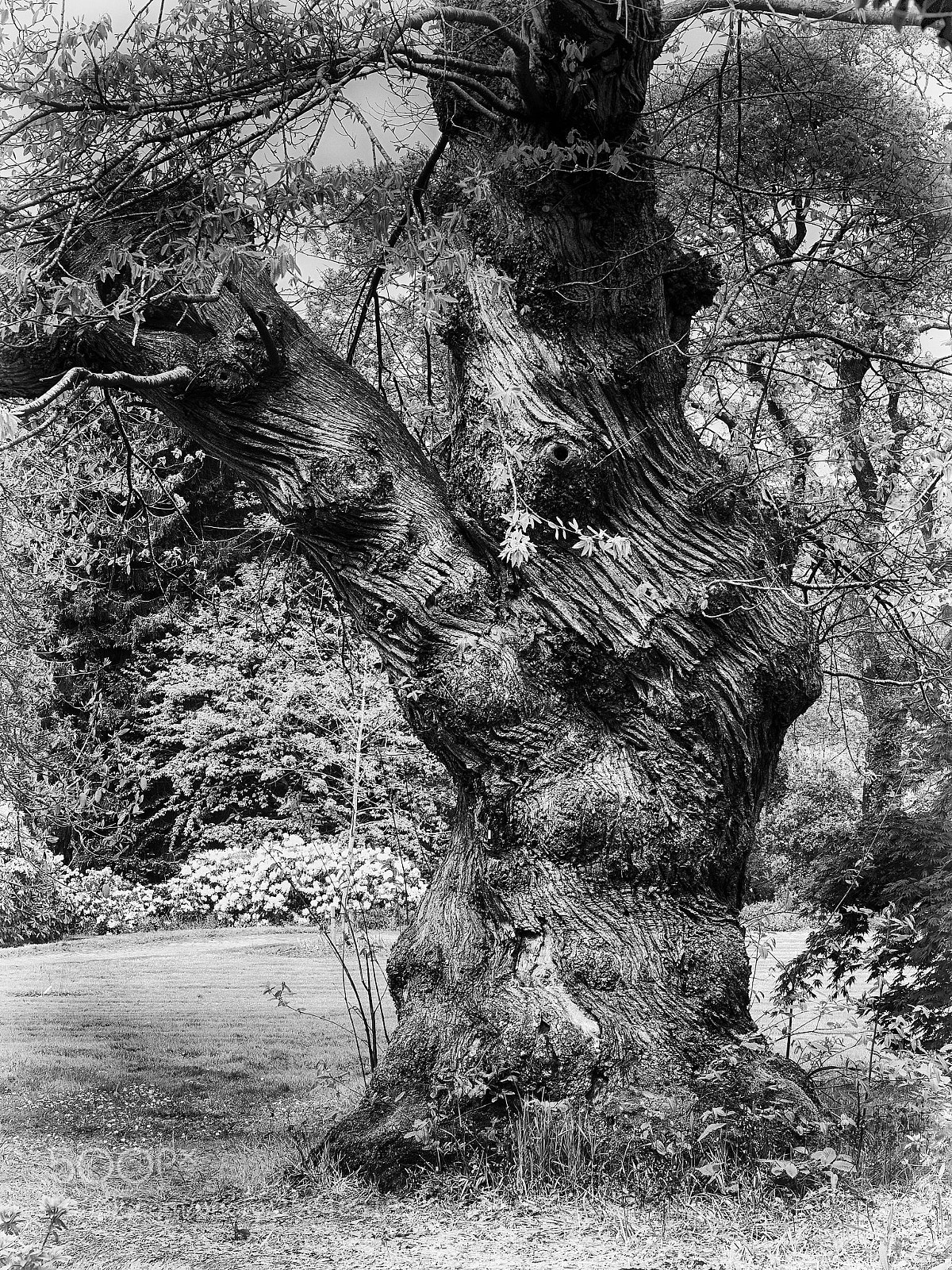 Olympus OM-D E-M5 II sample photo. Mount congreve ugly beauty photography