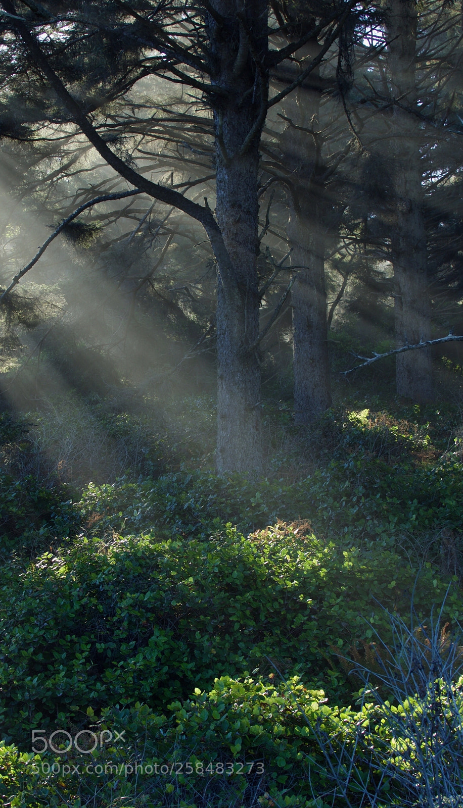 Olympus OM-D E-M1 Mark II sample photo. Morning rays photography