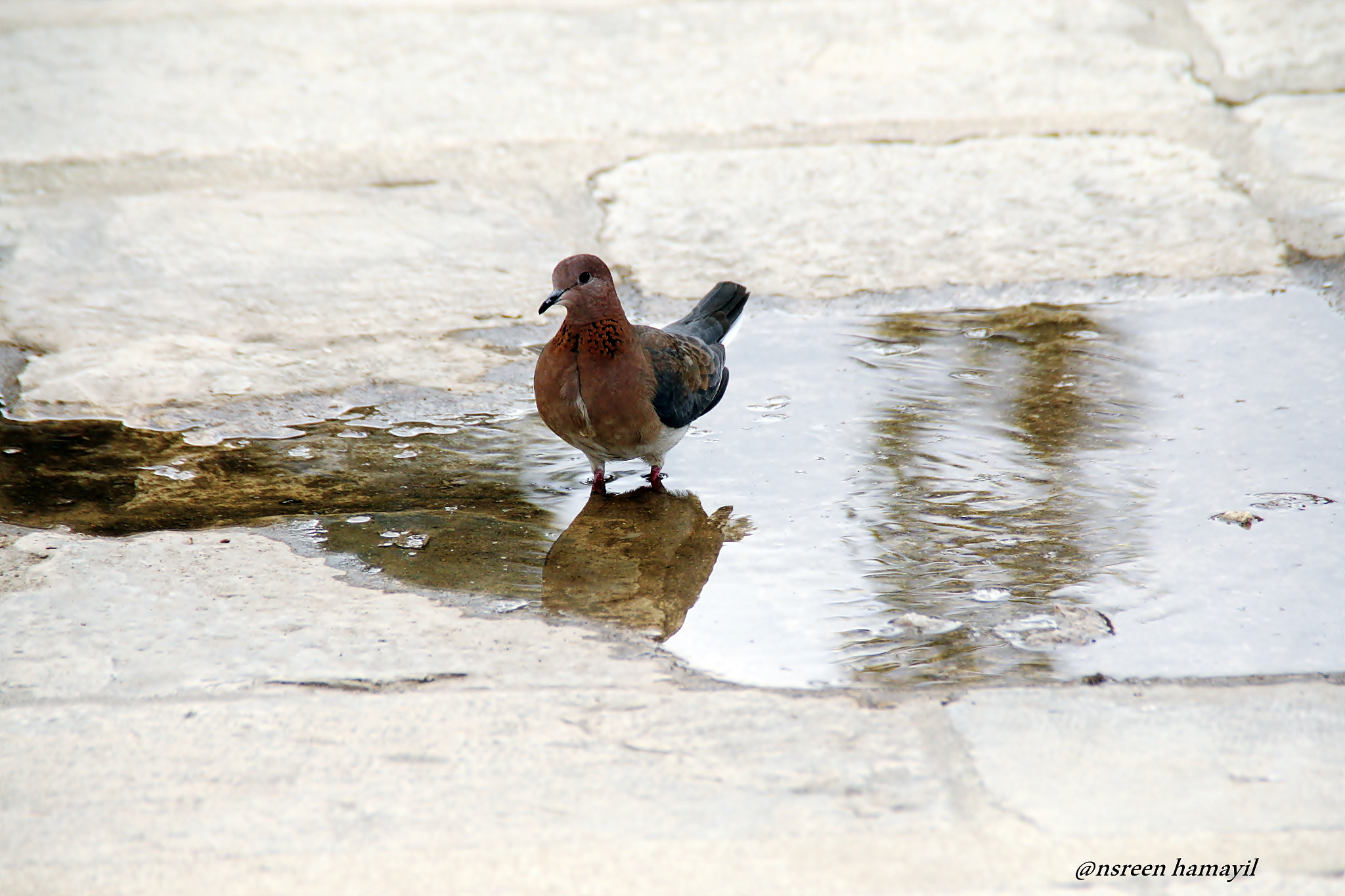 Canon EOS 60D sample photo
