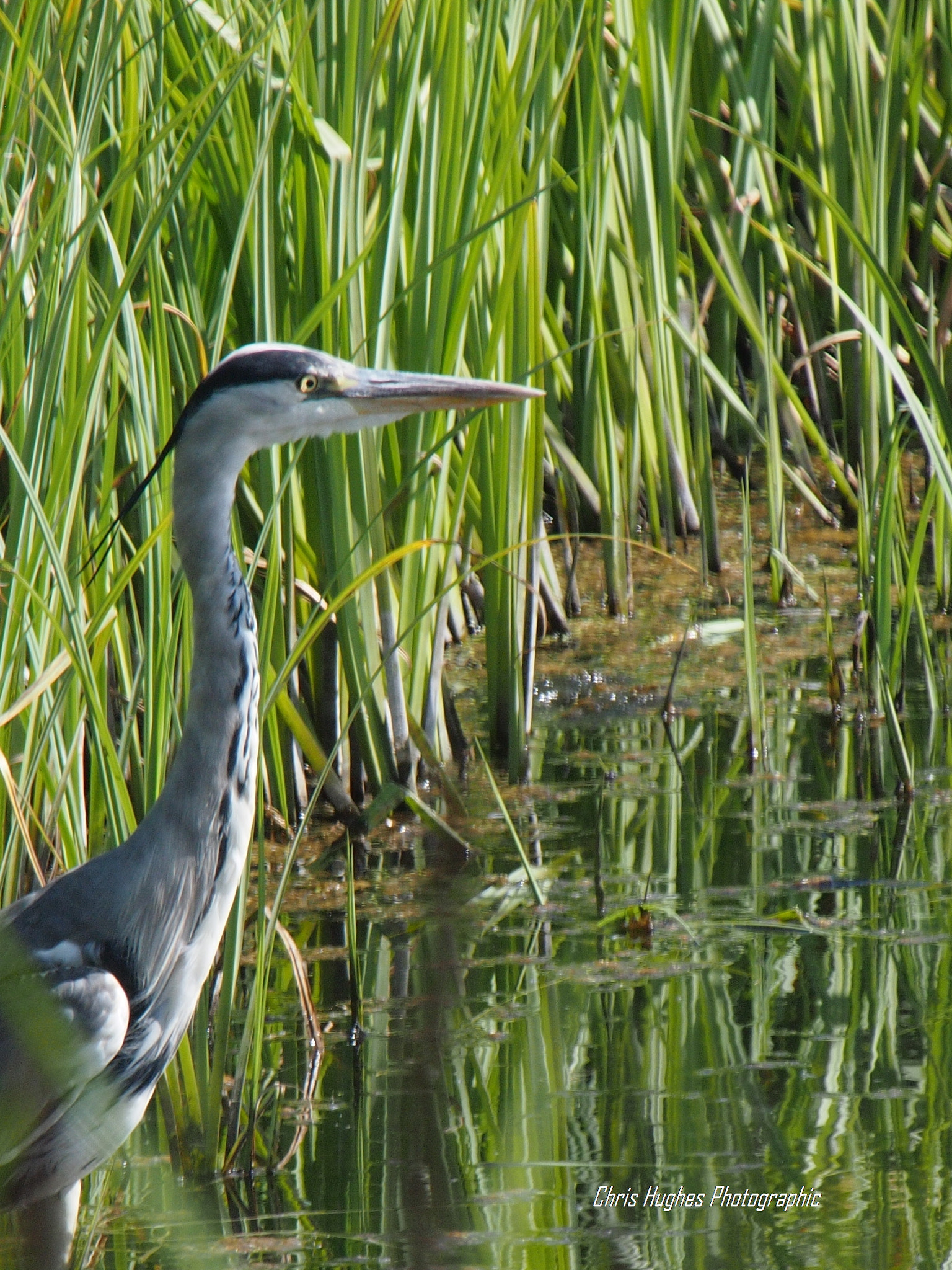Olympus PEN E-P3 sample photo. Grey heron photography